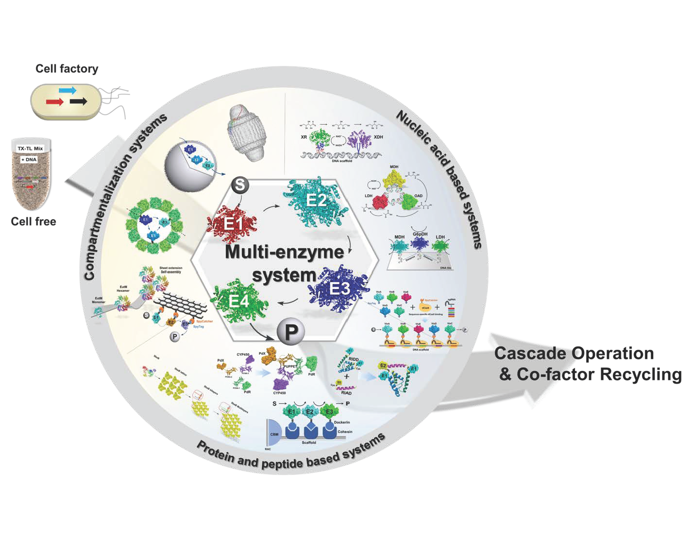 Catalysts Free FullText Organizing MultiEnzyme Systems into