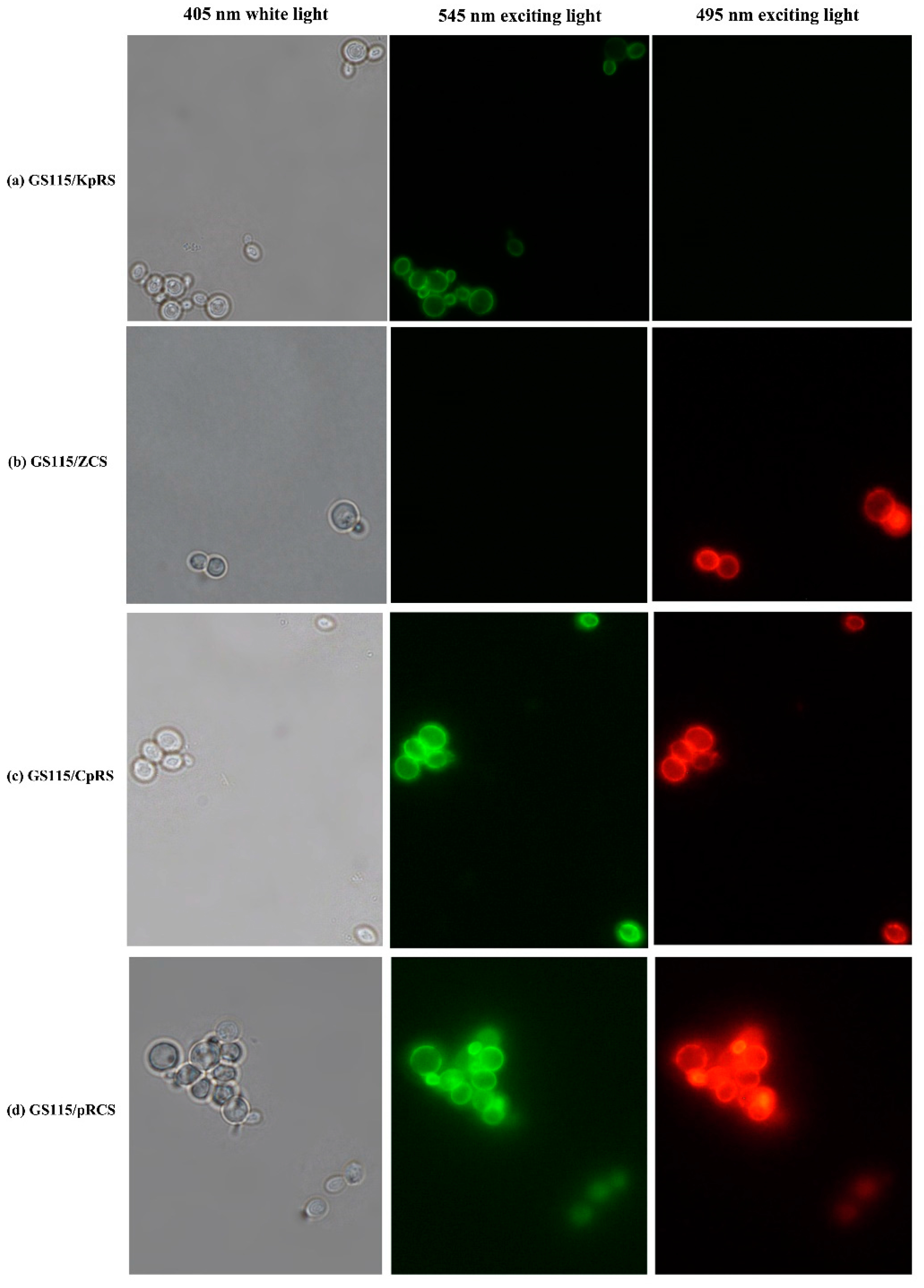 Catalysts 11 00421 g001 Catalysts 11 00421 g001