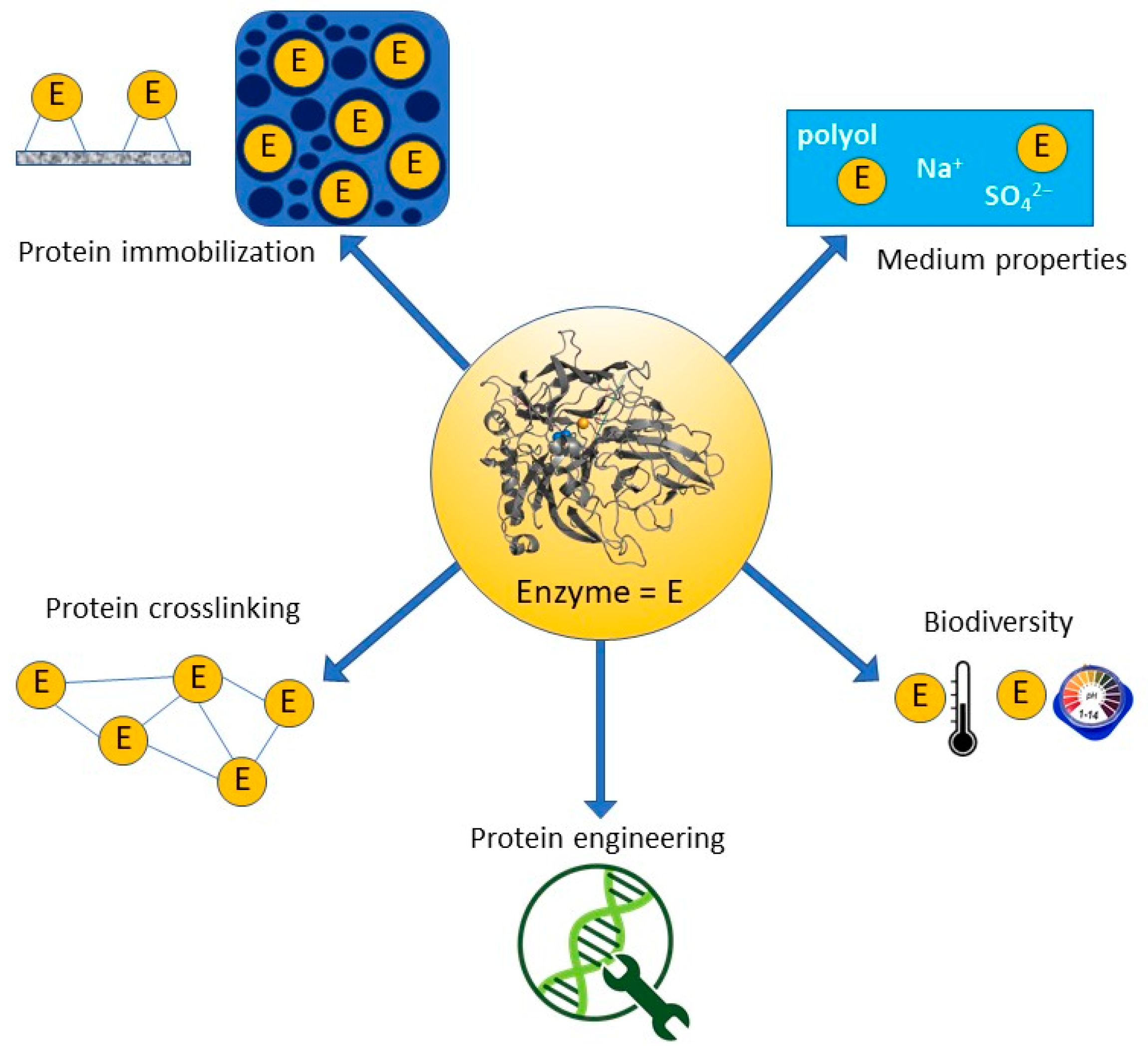 Catalysts | Free Full-Text | From Enzyme Stability to Enzymatic 