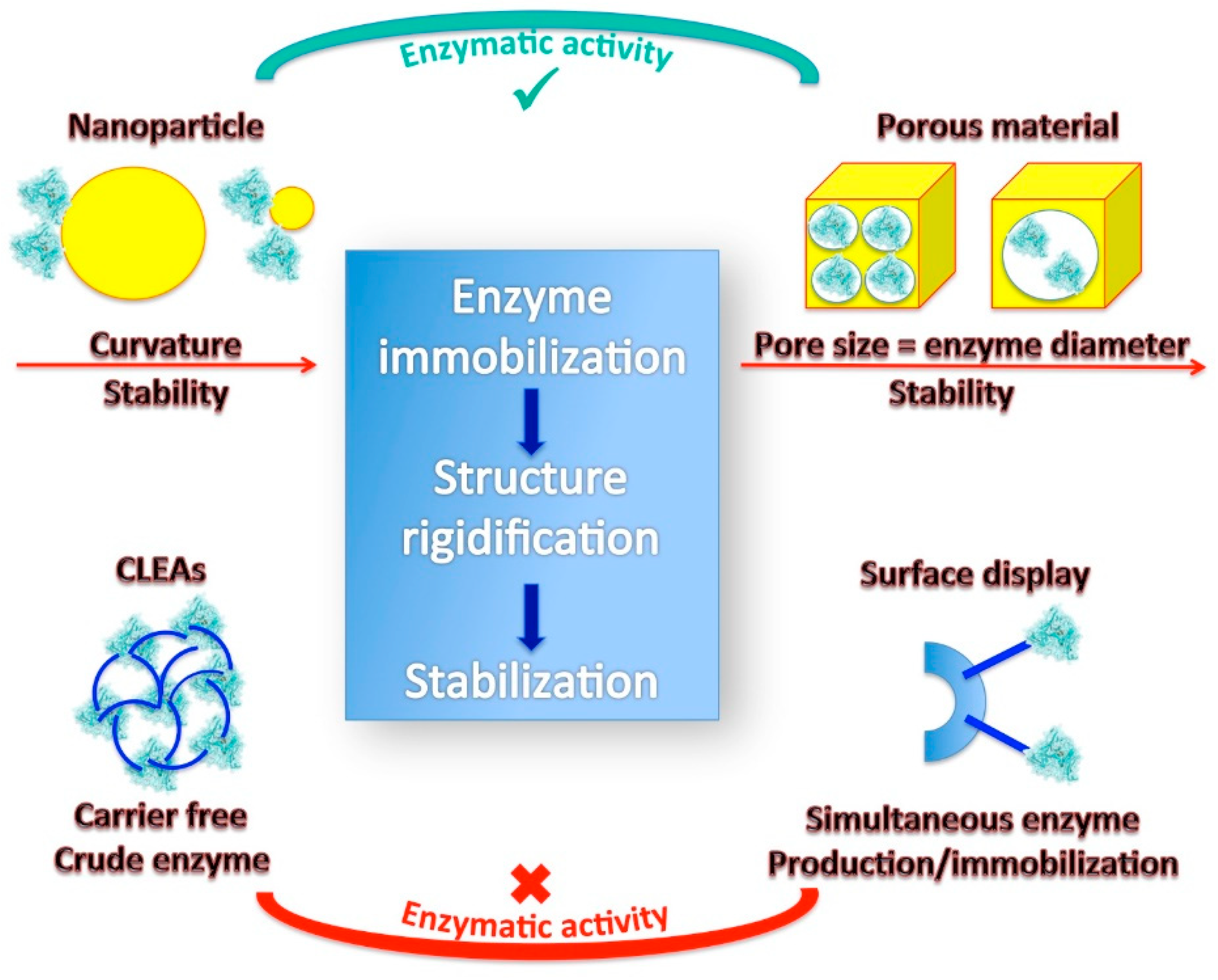 Digestive enzyme stability