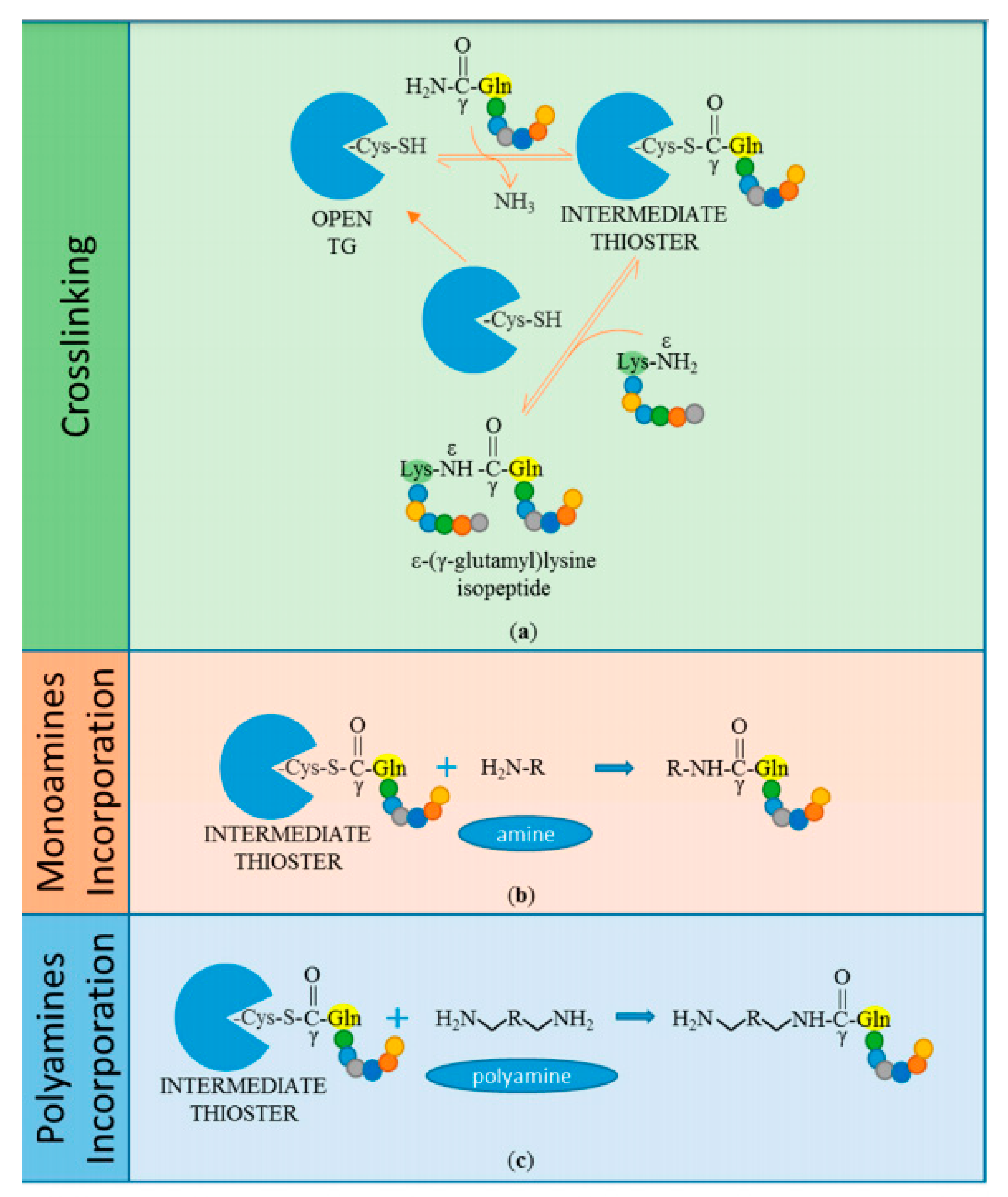 Catalysts 11 00536 g005