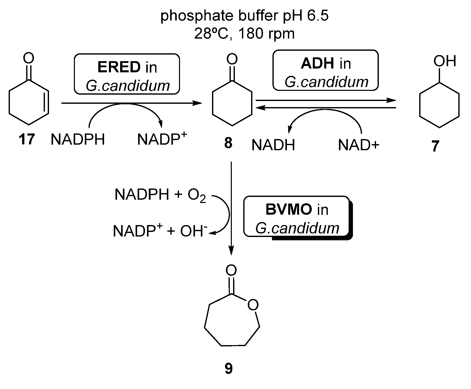 Catalysts 11 00605 sch009 Catalysts 11 00605 sch009