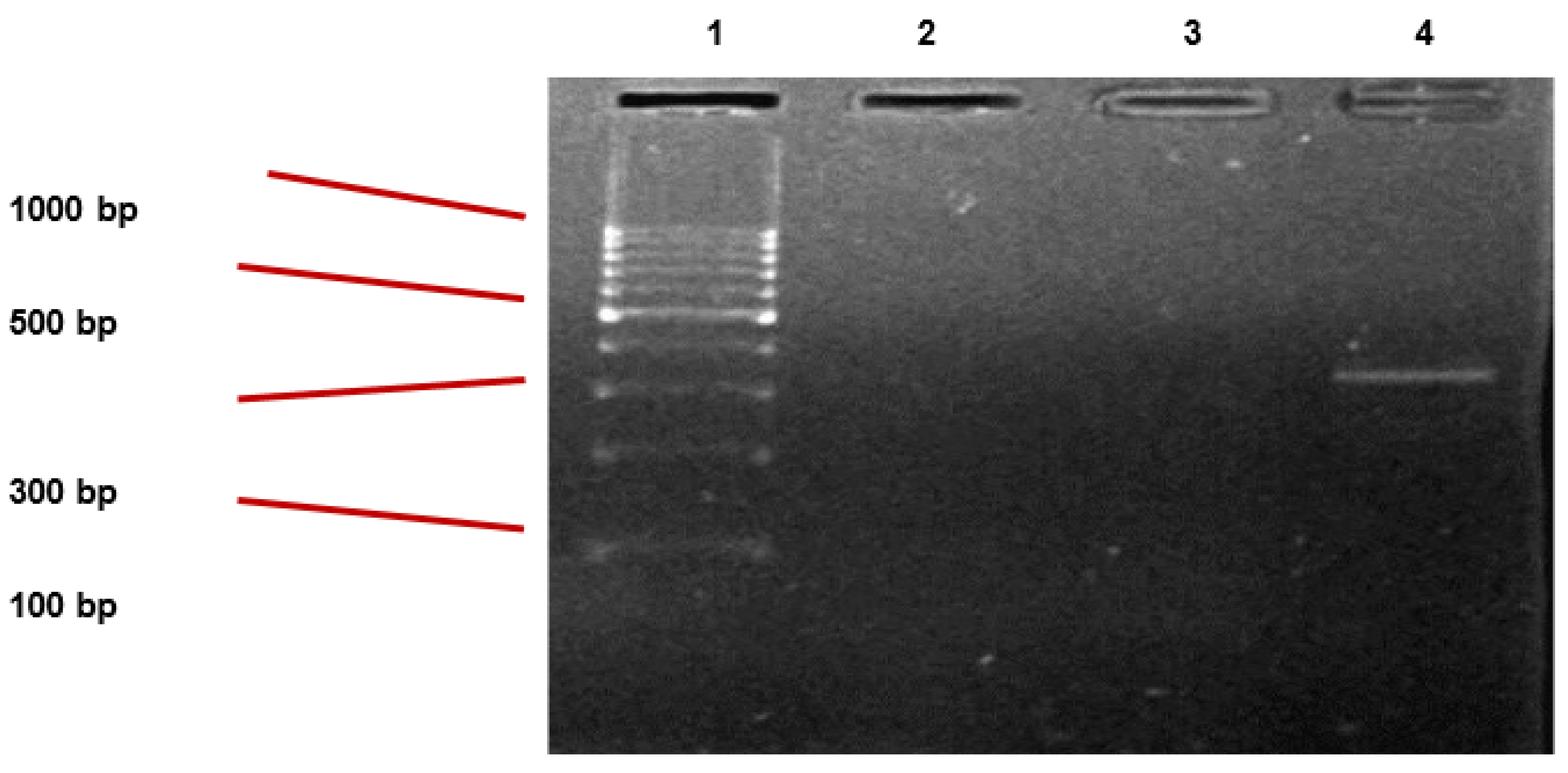 Catalysts 11 00677 g004 Catalysts 11 00677 g004