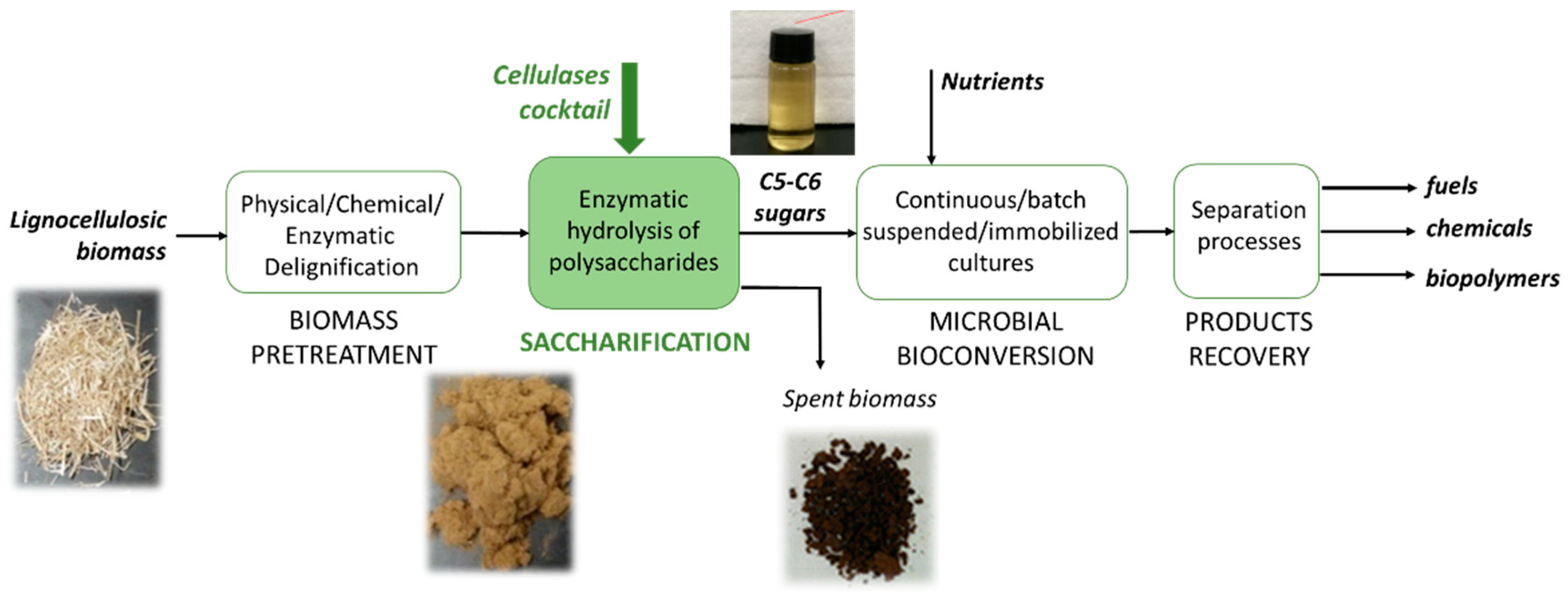 Catalysts 11 00680 g001 Catalysts 11 00680 g001