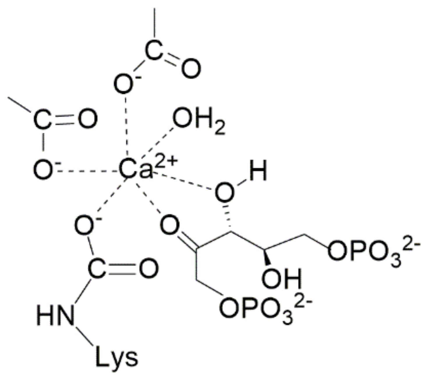 Rubisco