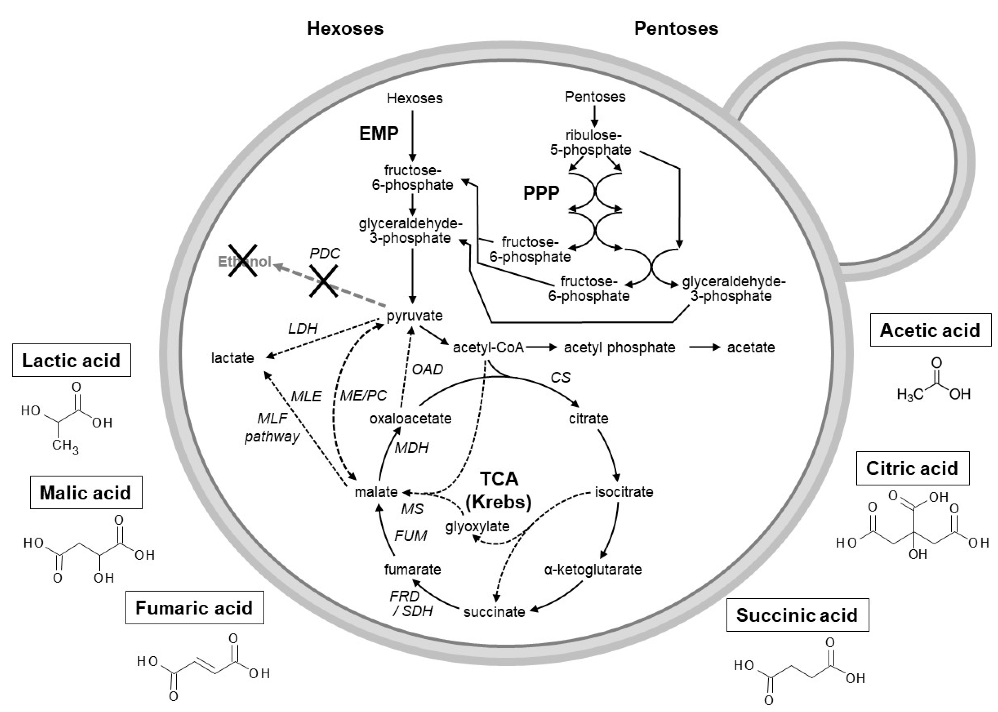 Catalysts 11 00964 g002 Catalysts 11 00964 g002