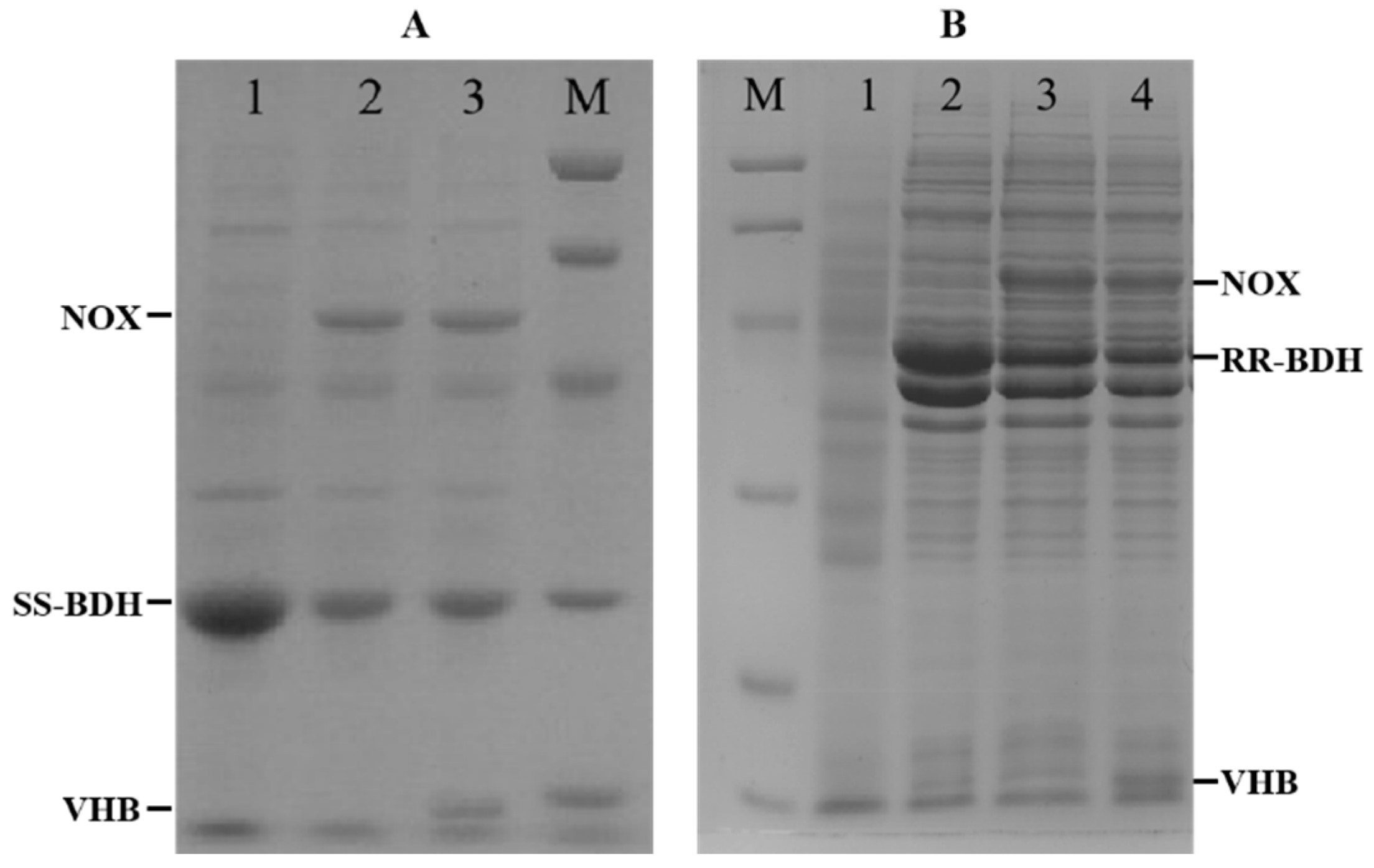 Catalysts 11 01184 g003 Catalysts 11 01184 g003