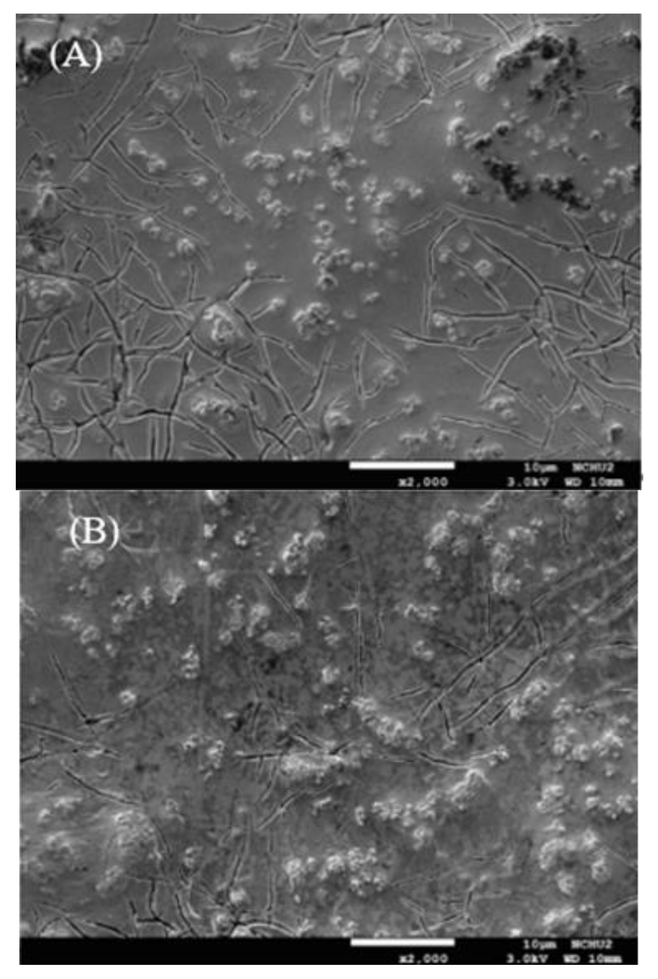 Catalysts 11 01368 g007