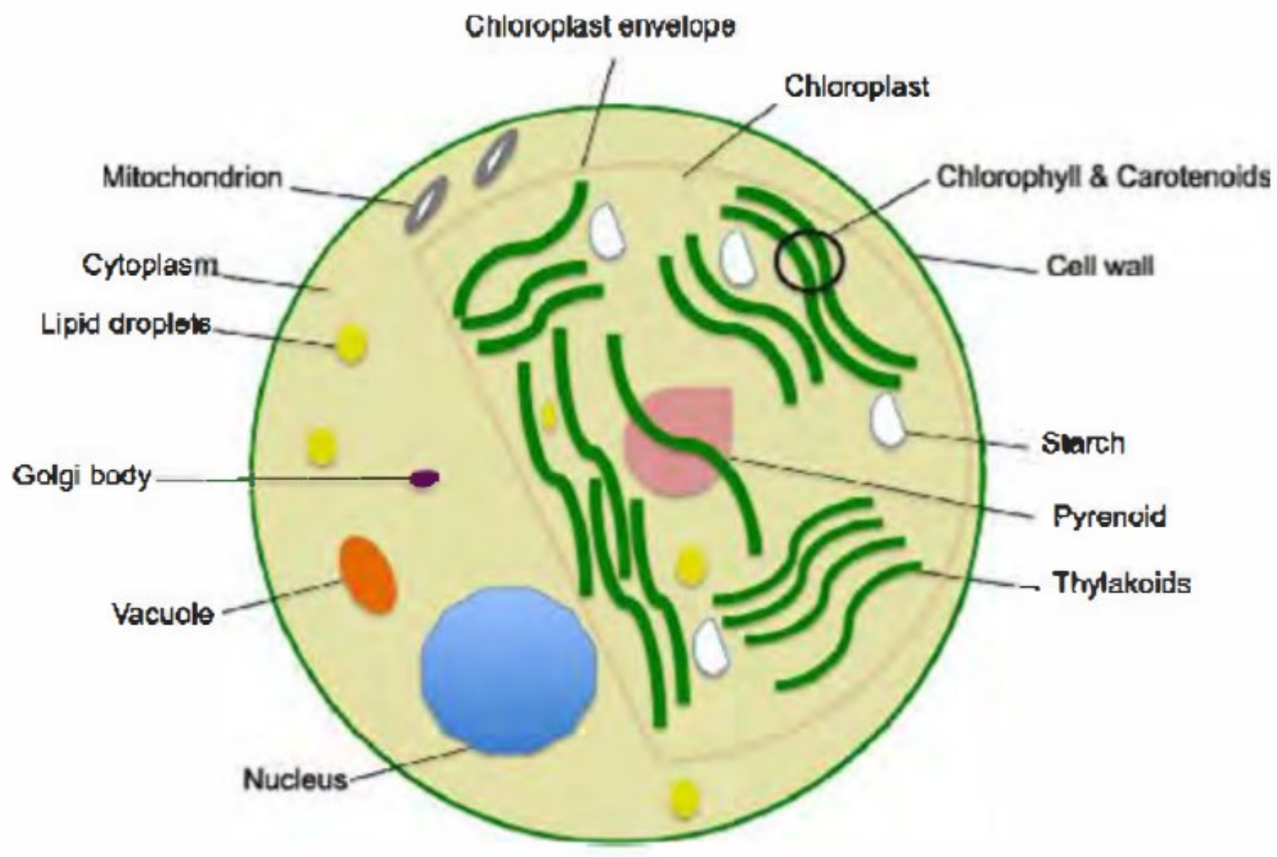 Catalysts 12 00025 g001