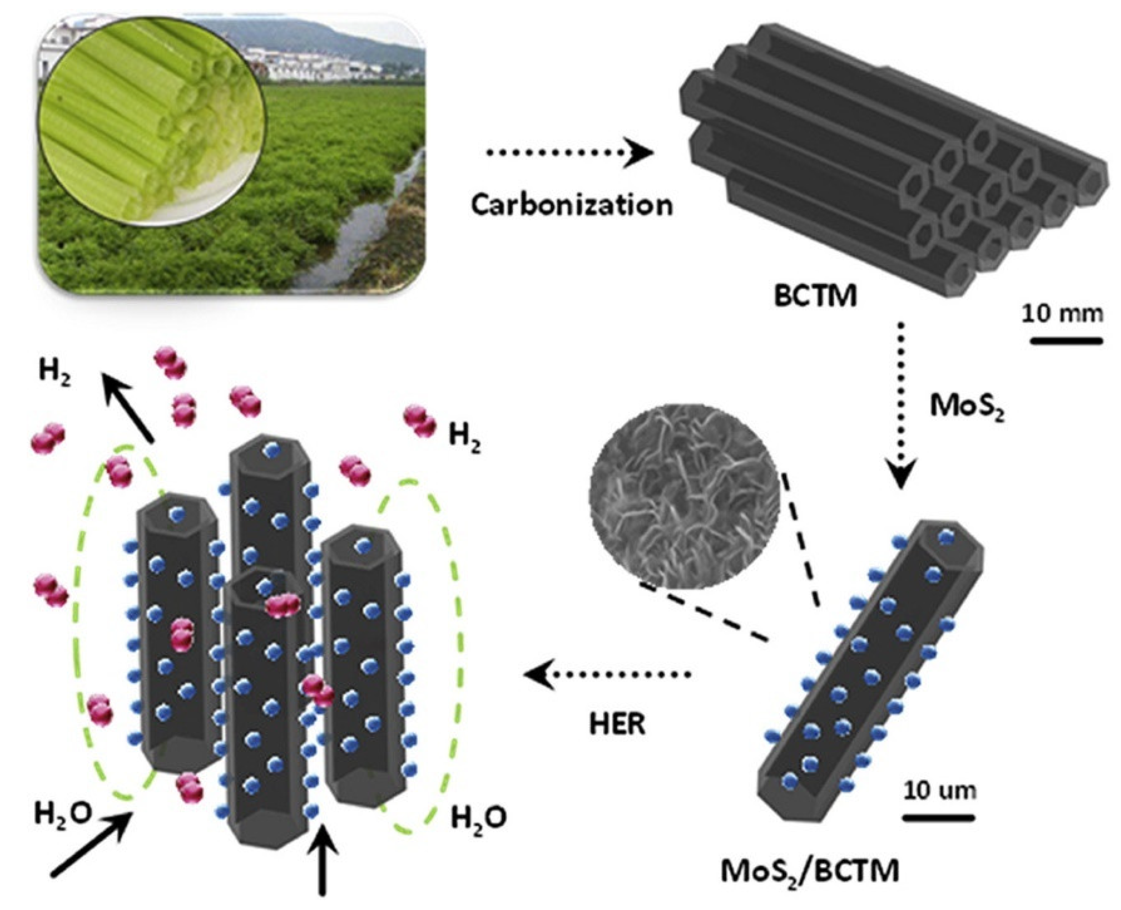 Catalysts | Free Full-Text | Metal-Supported Biochar Catalysts for 