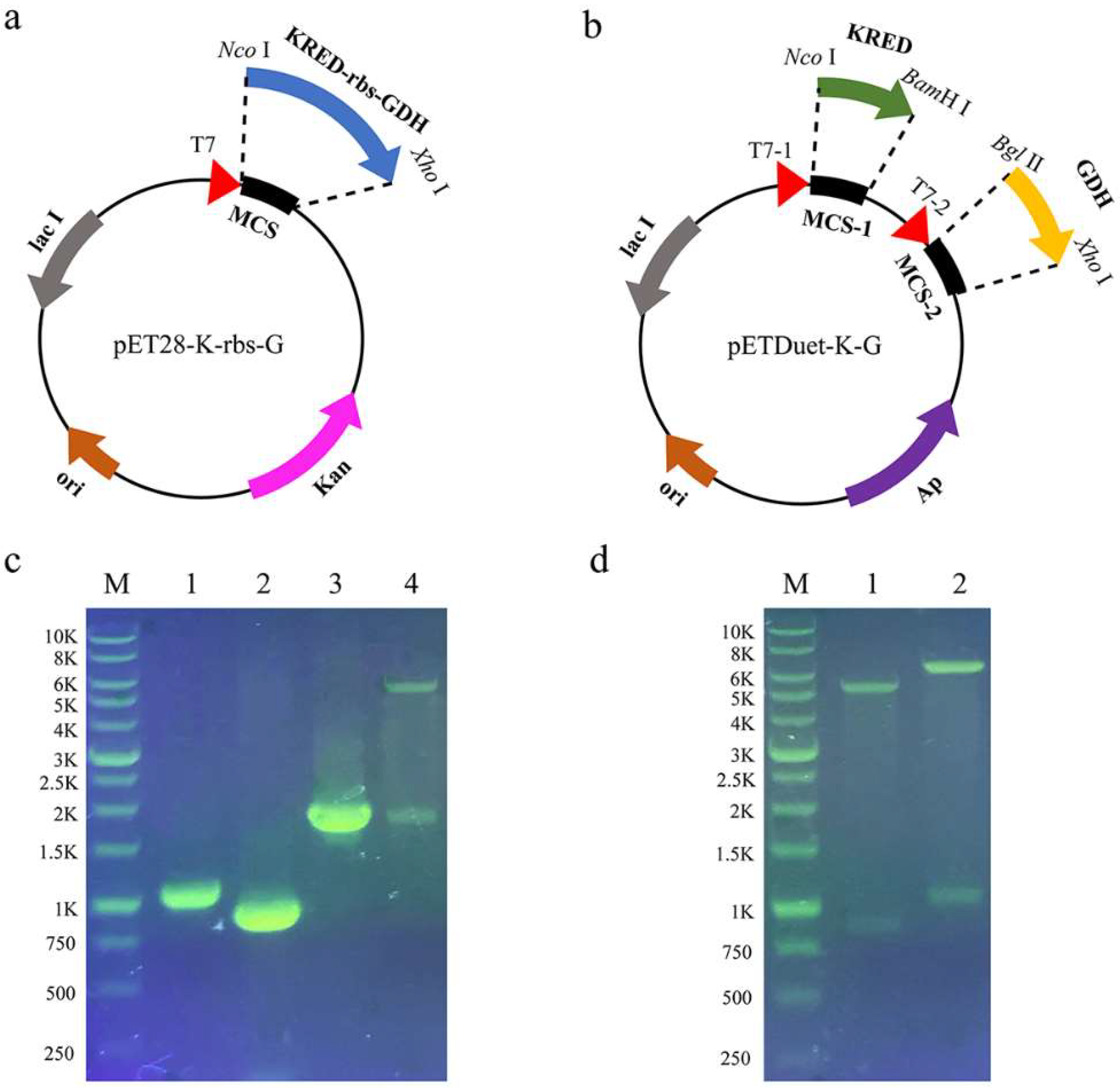 Catalysts 12 00304 g001 550
