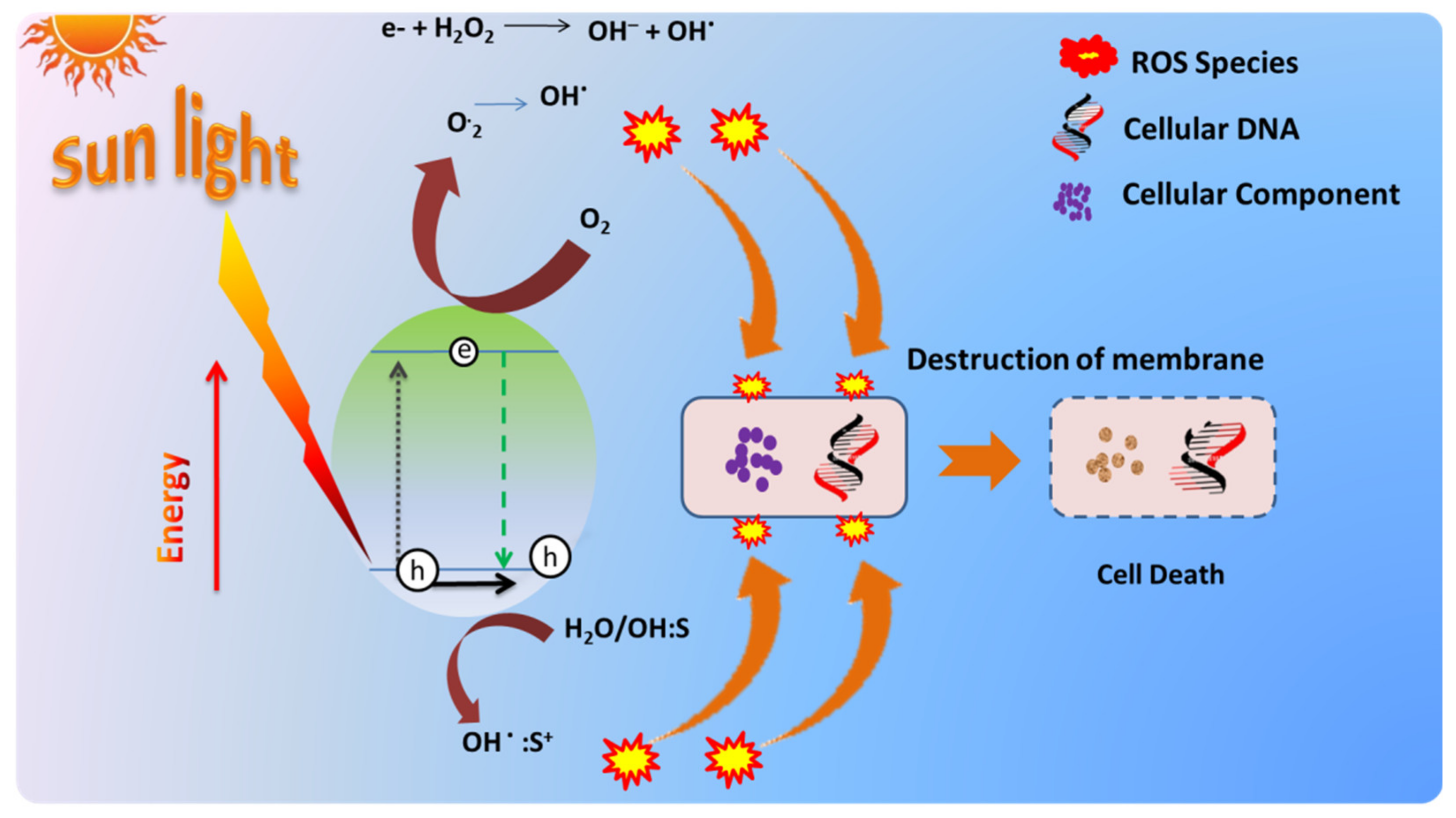 Catalysts 12 00326 g004