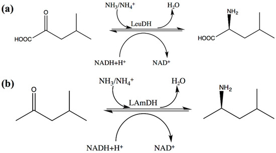 Substrate-Specific Engineering of Amino Acid Dehydrogenase