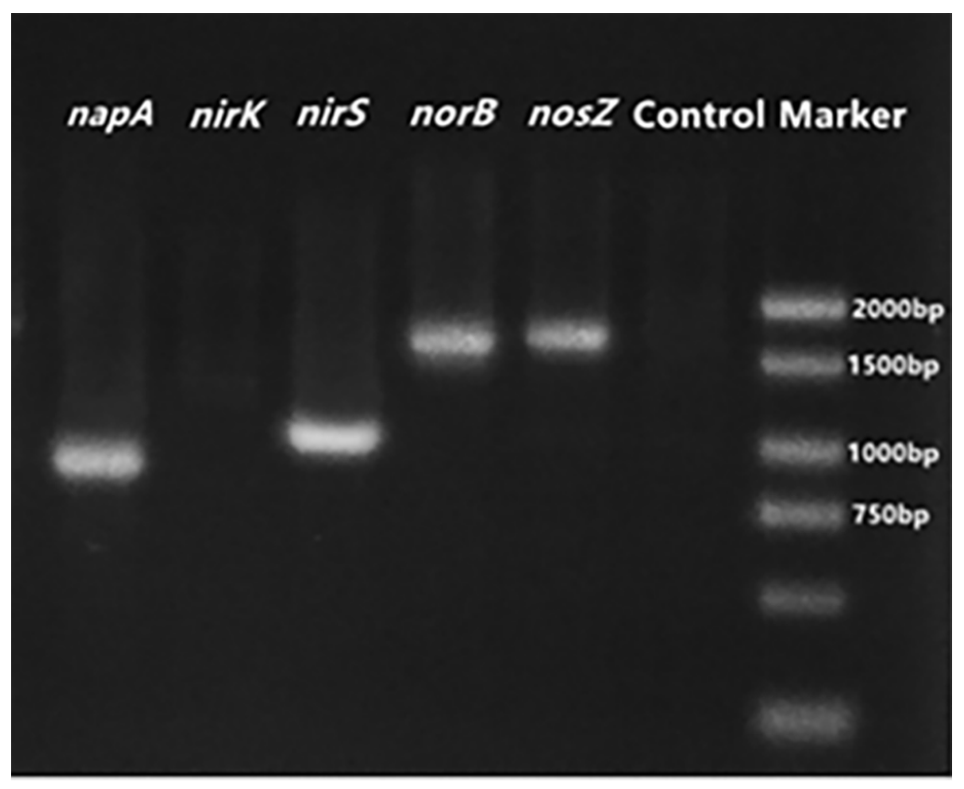 Catalysts 12 00412 g002