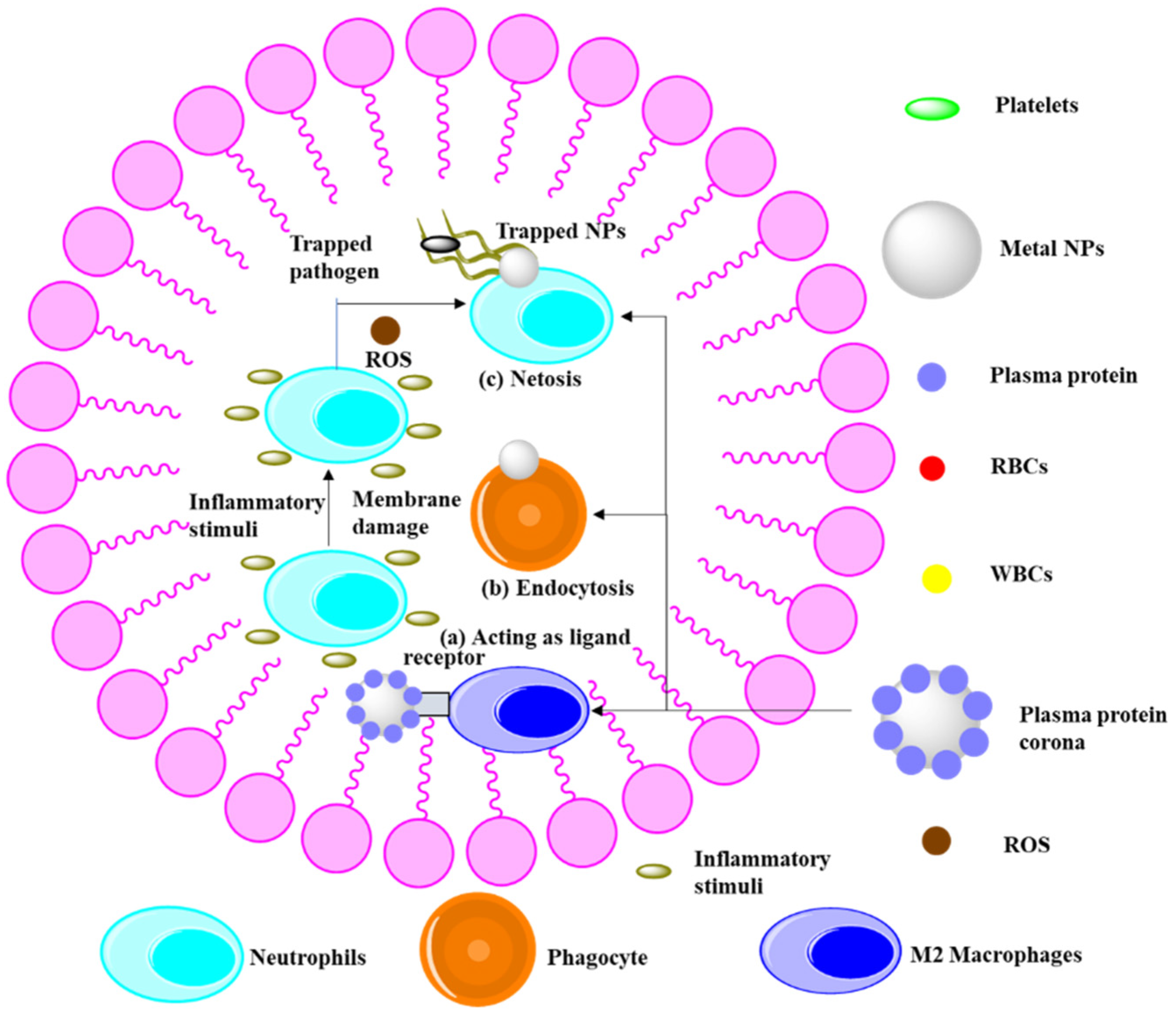 Catalysts 12 00459 g003 550