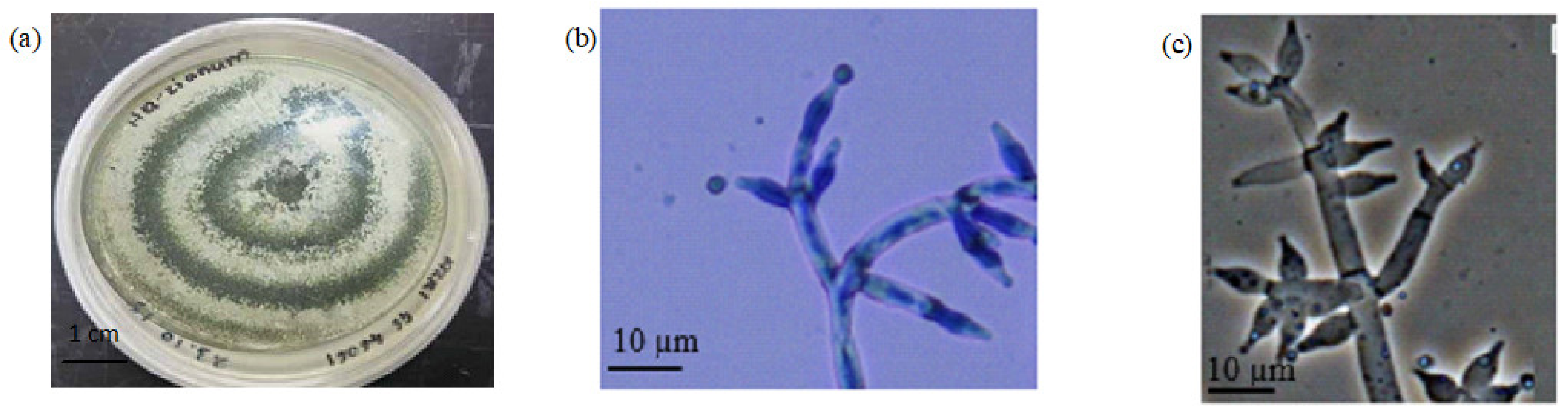 Catalysts 12 00461 g006 550