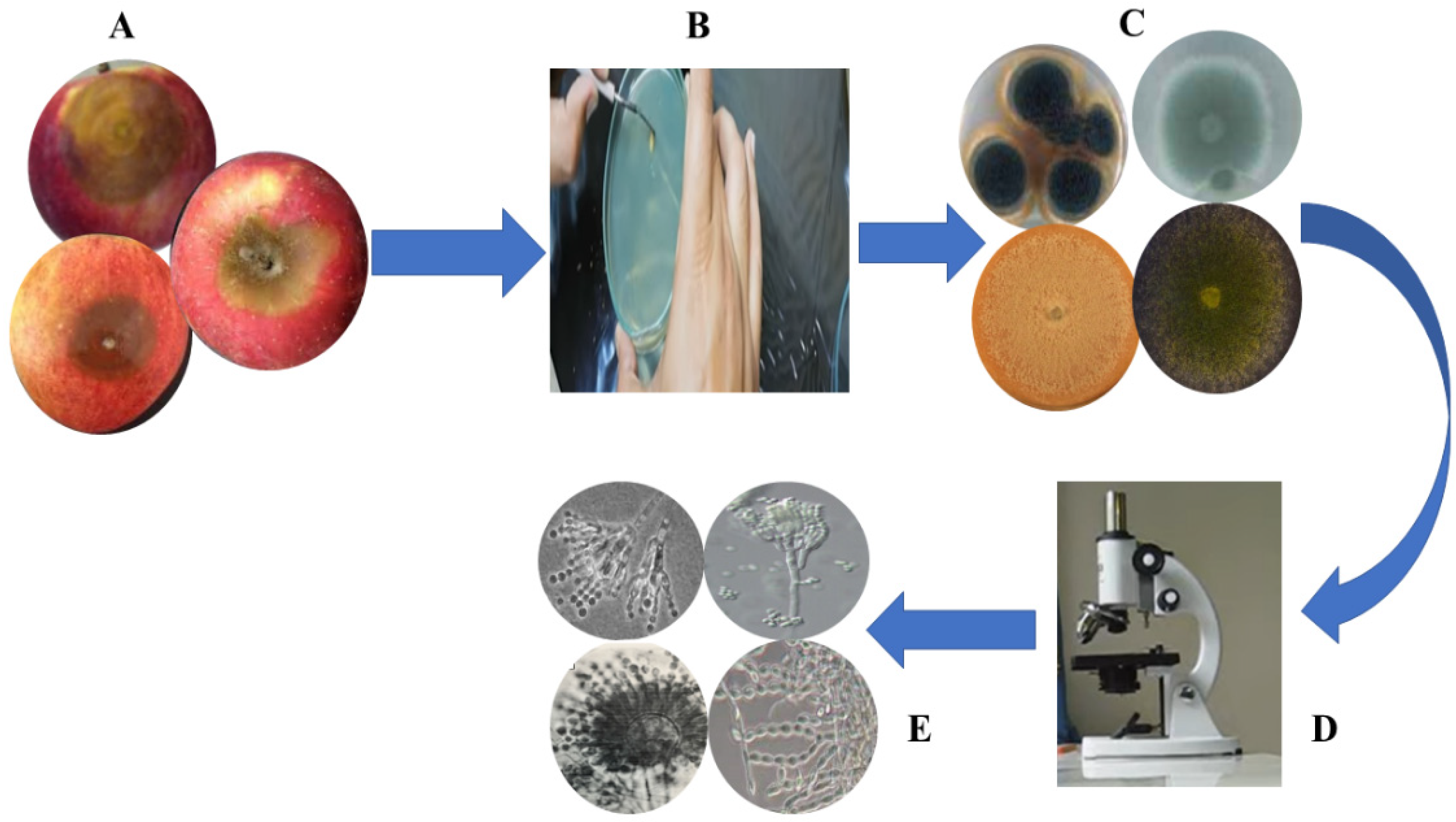 Catalysts 12 00558 g006 550