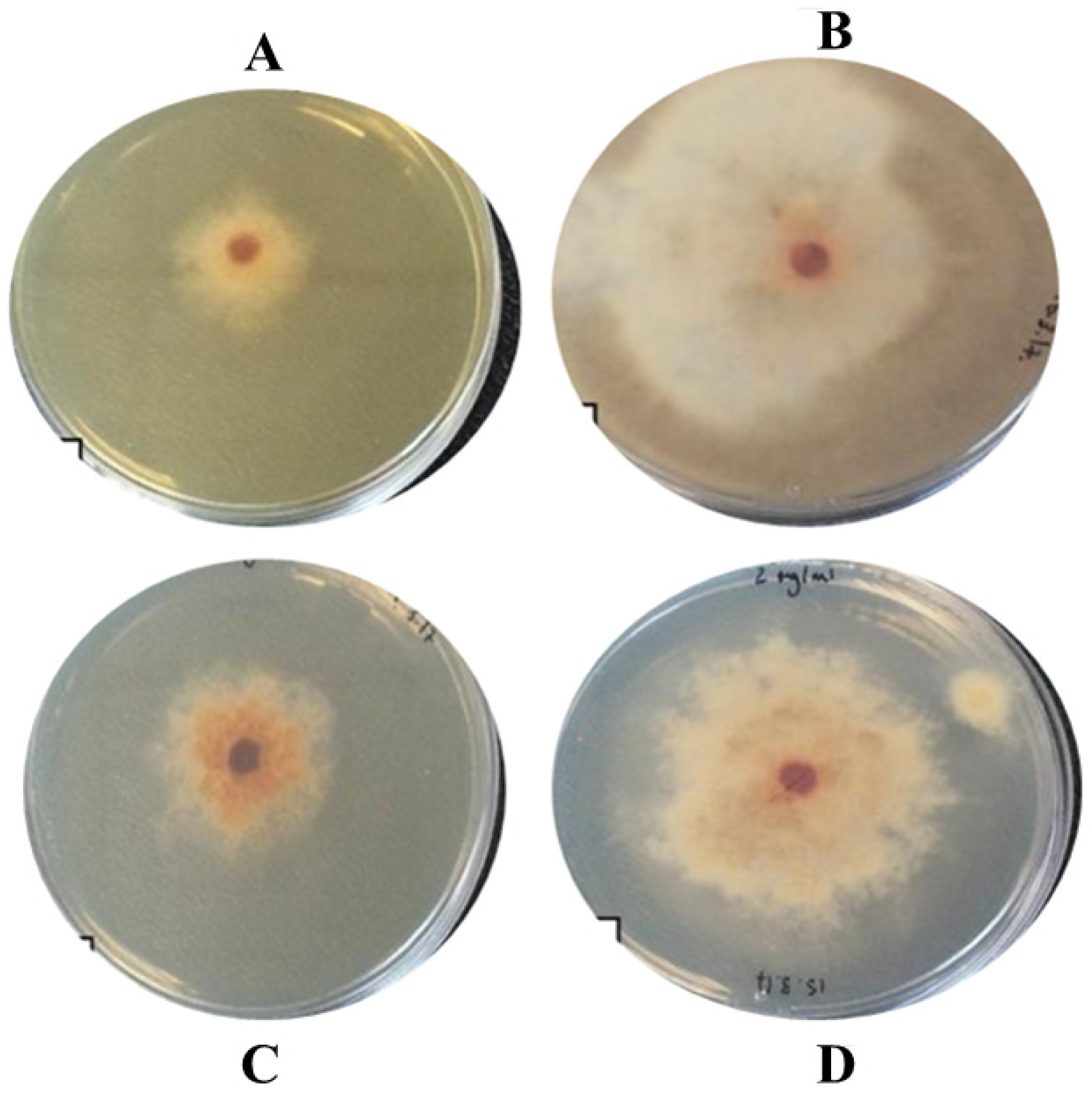 Catalysts 12 00558 g007 550