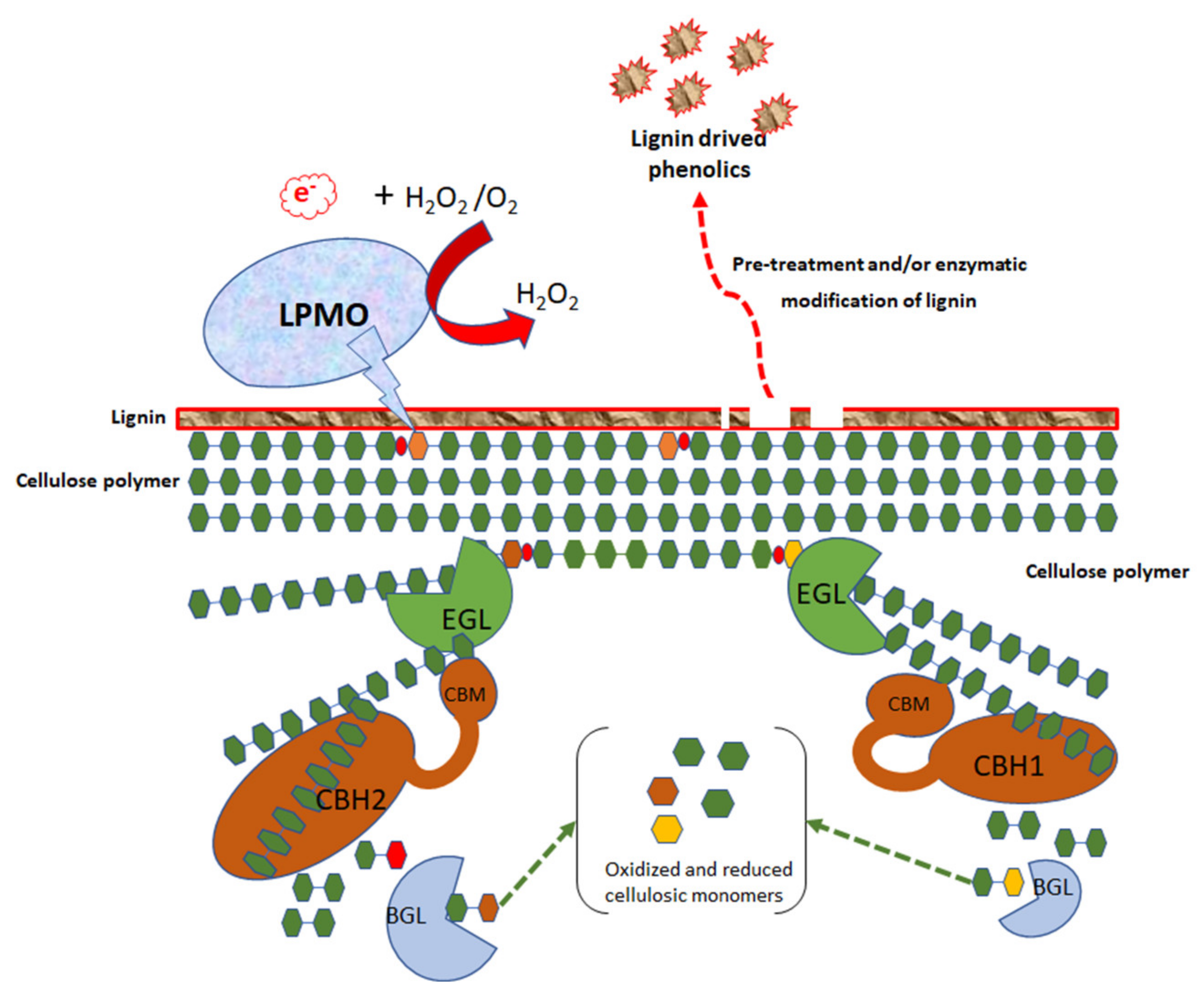 Catalysts | Free Full-Text | and in Biocatalysts Application for High Solid-Loading of Biomass for 2nd Generation Bio-Ethanol Production