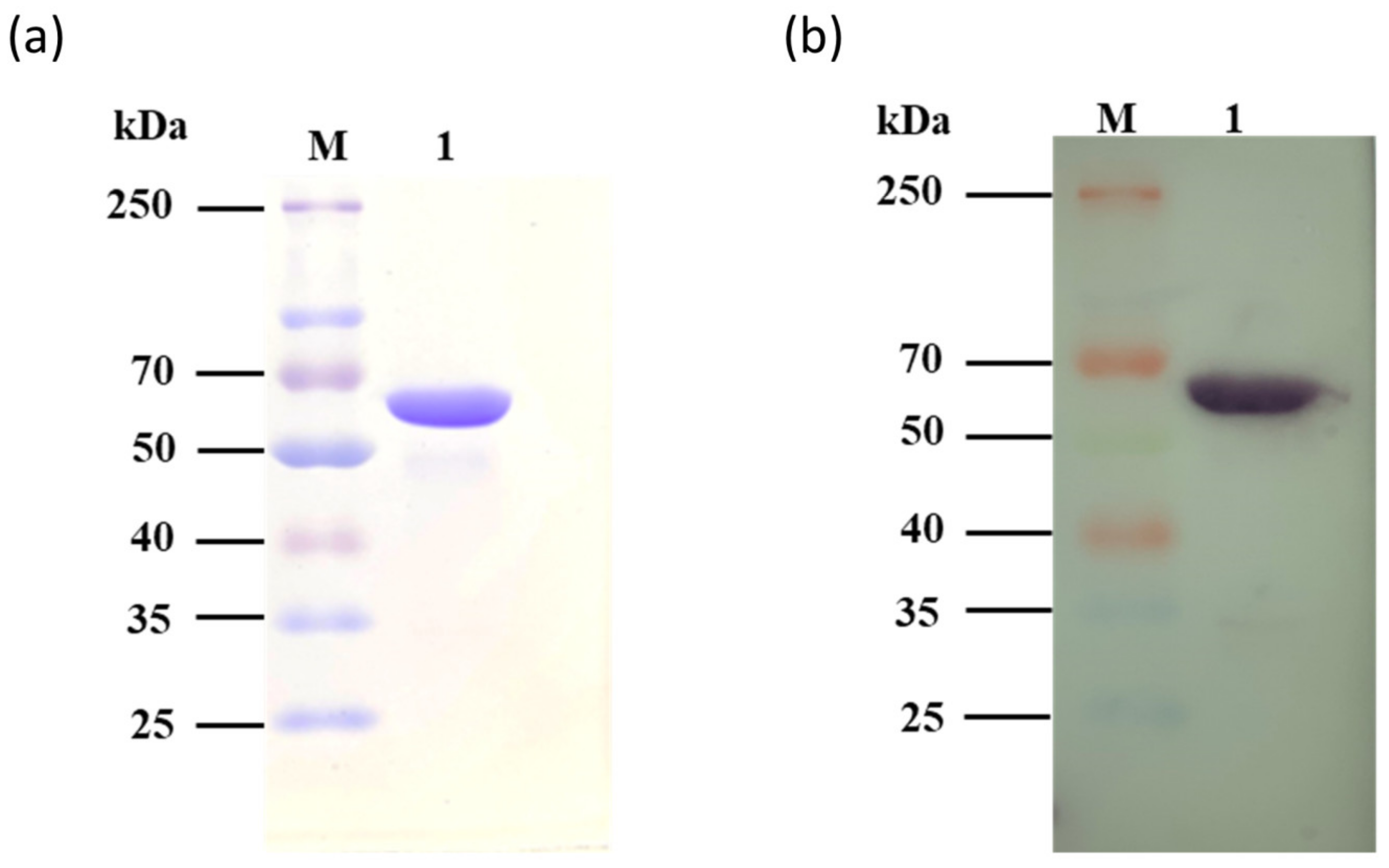 Catalysts 12 00647 g004