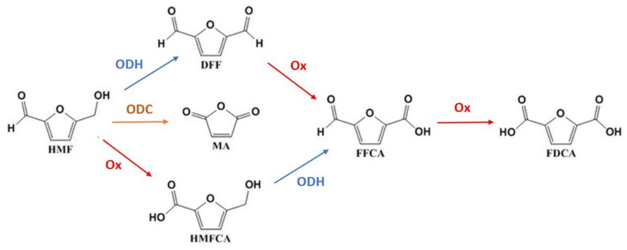 Catalysts 12 00814 g001 550