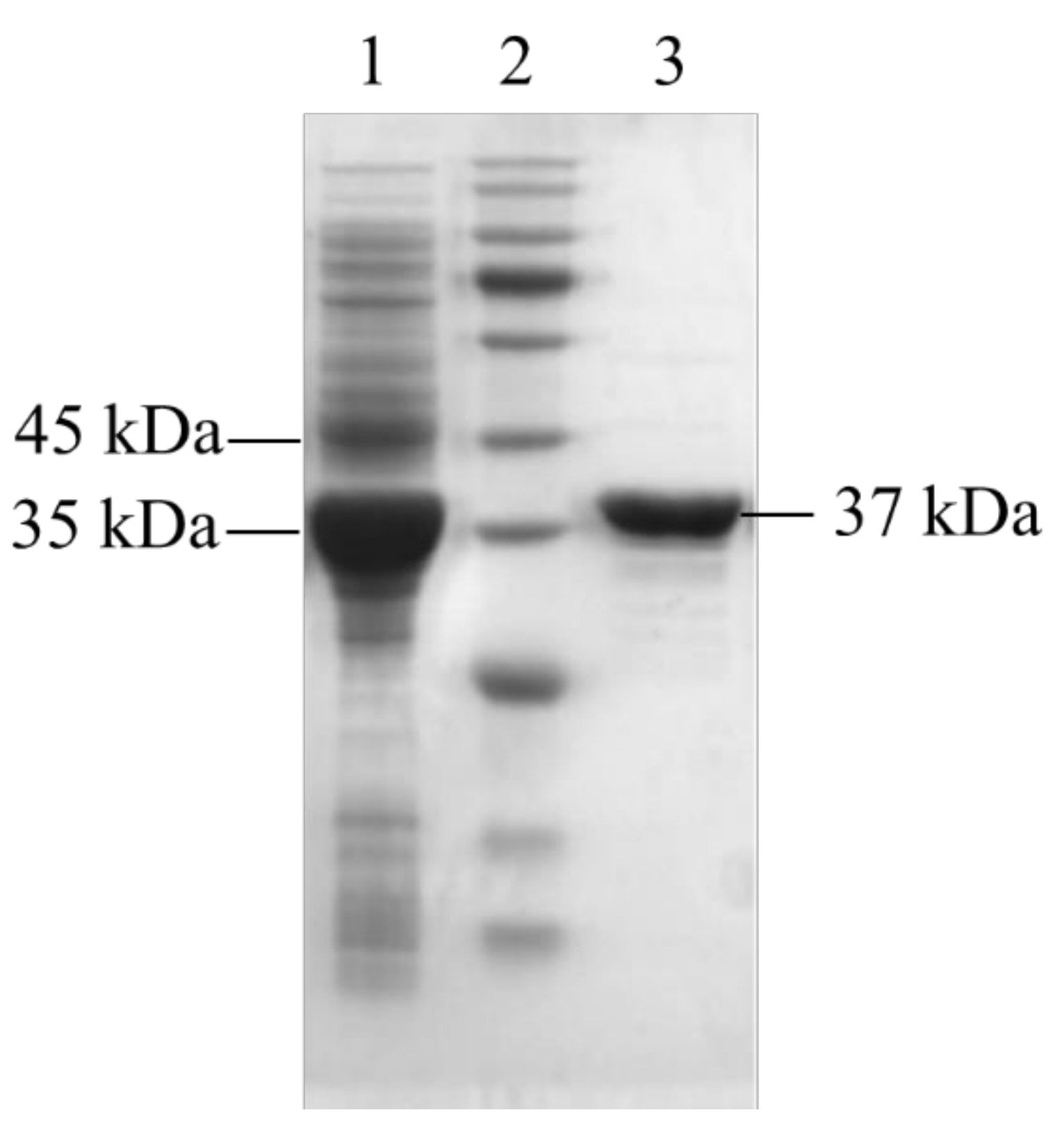 Catalysts 12 00825 g001