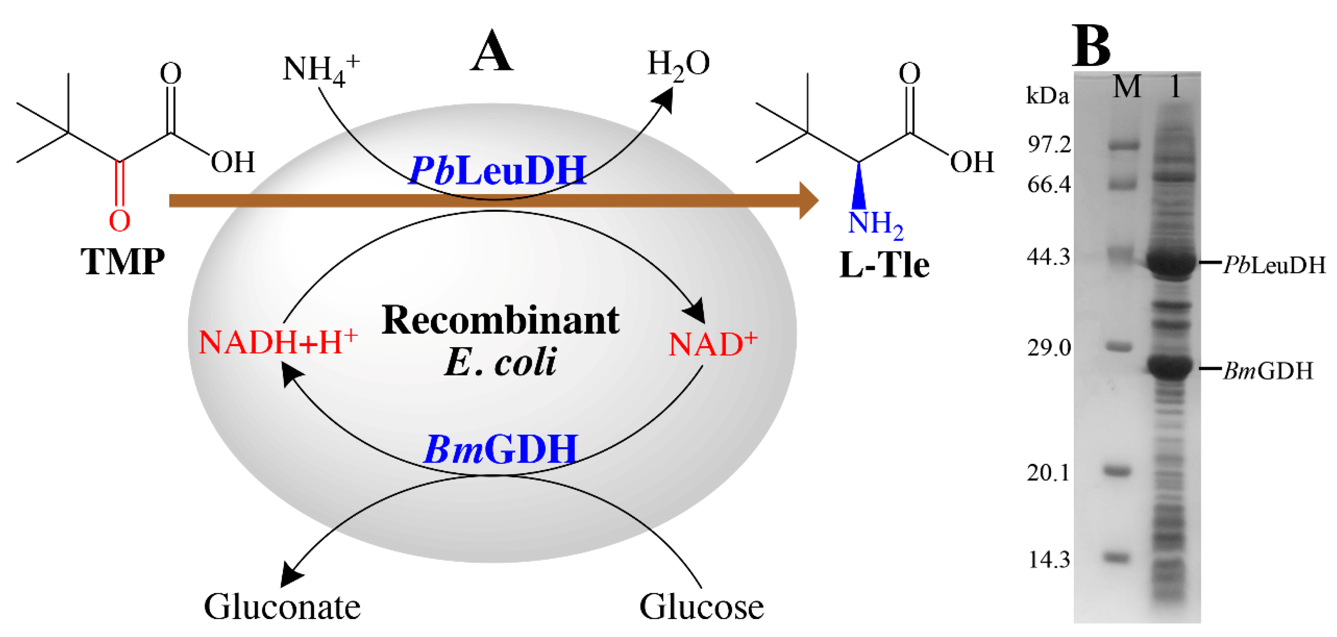 Catalysts 12 00971 g006 550