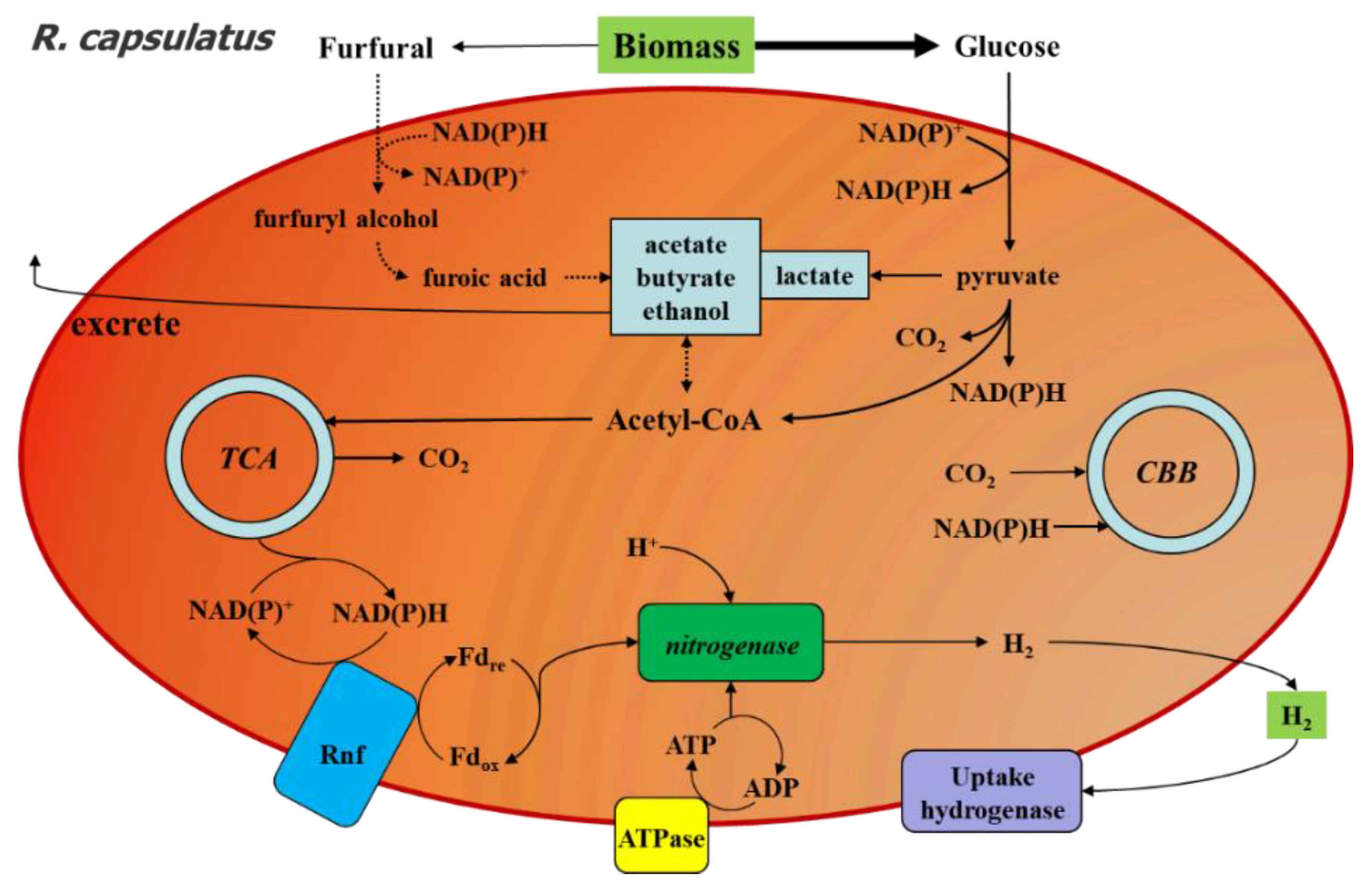 Catalysts 12 00979 g007 550