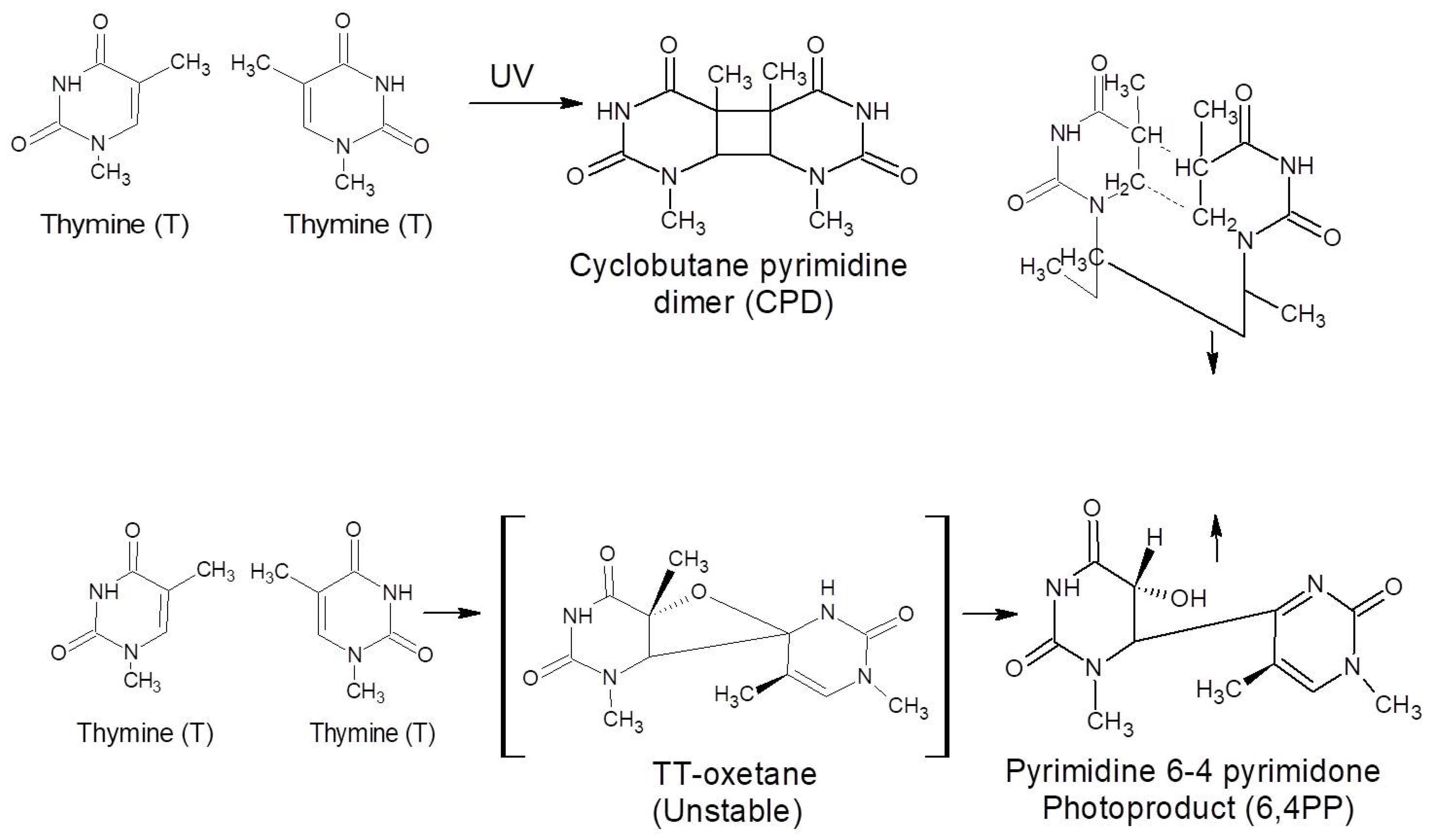 Catalysts 12 01047 sch001 550