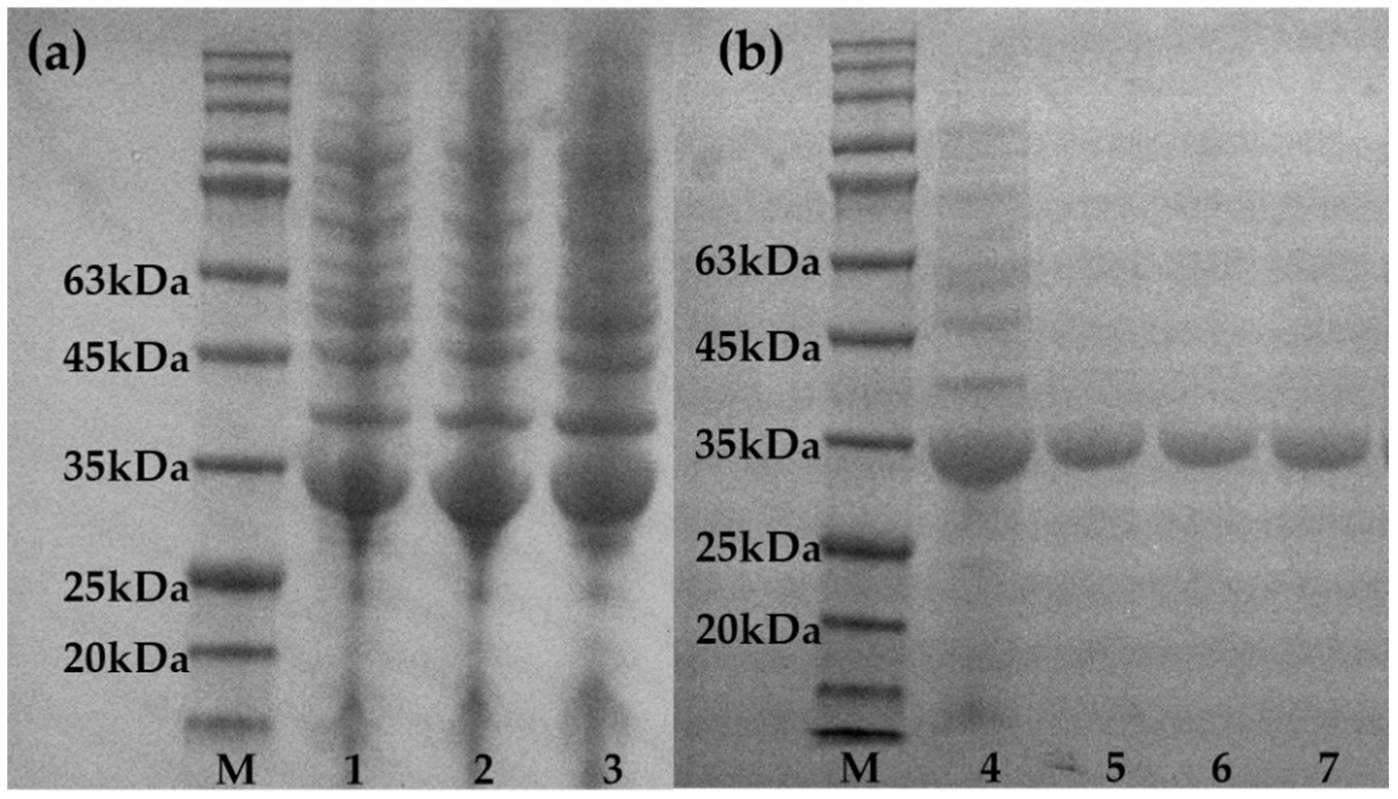Catalysts Free Full Text Enhanced Thermal Stability Of Polyphosphate Dependent Glucomannokinase By Directed Evolution Html Catalysts Free Full Text Enhanced Thermal Stability Of Polyphosphate Dependent Glucomannokinase By Directed Evolution Html