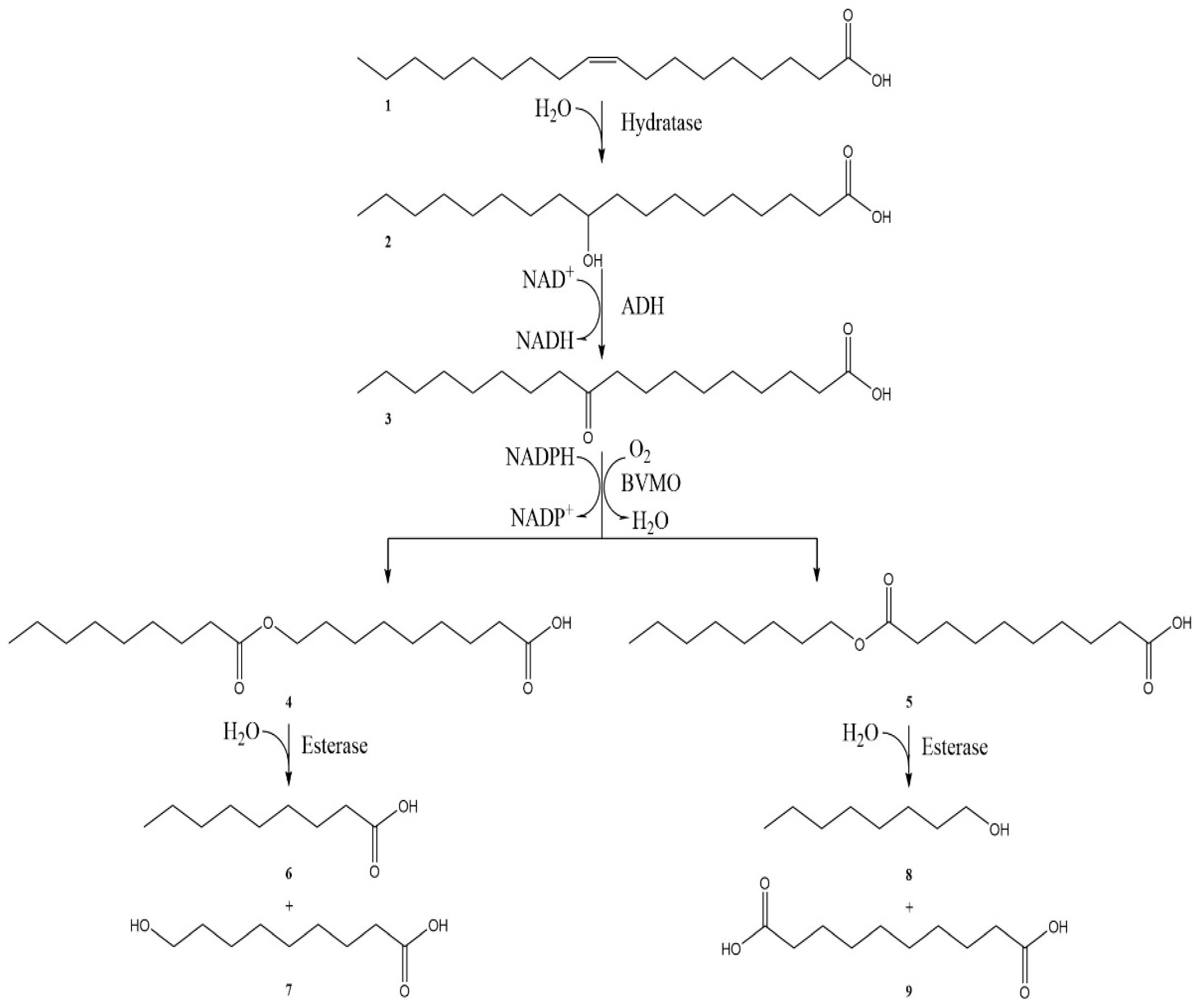 Catalysts 12 01318 sch001 Catalysts 12 01318 sch001