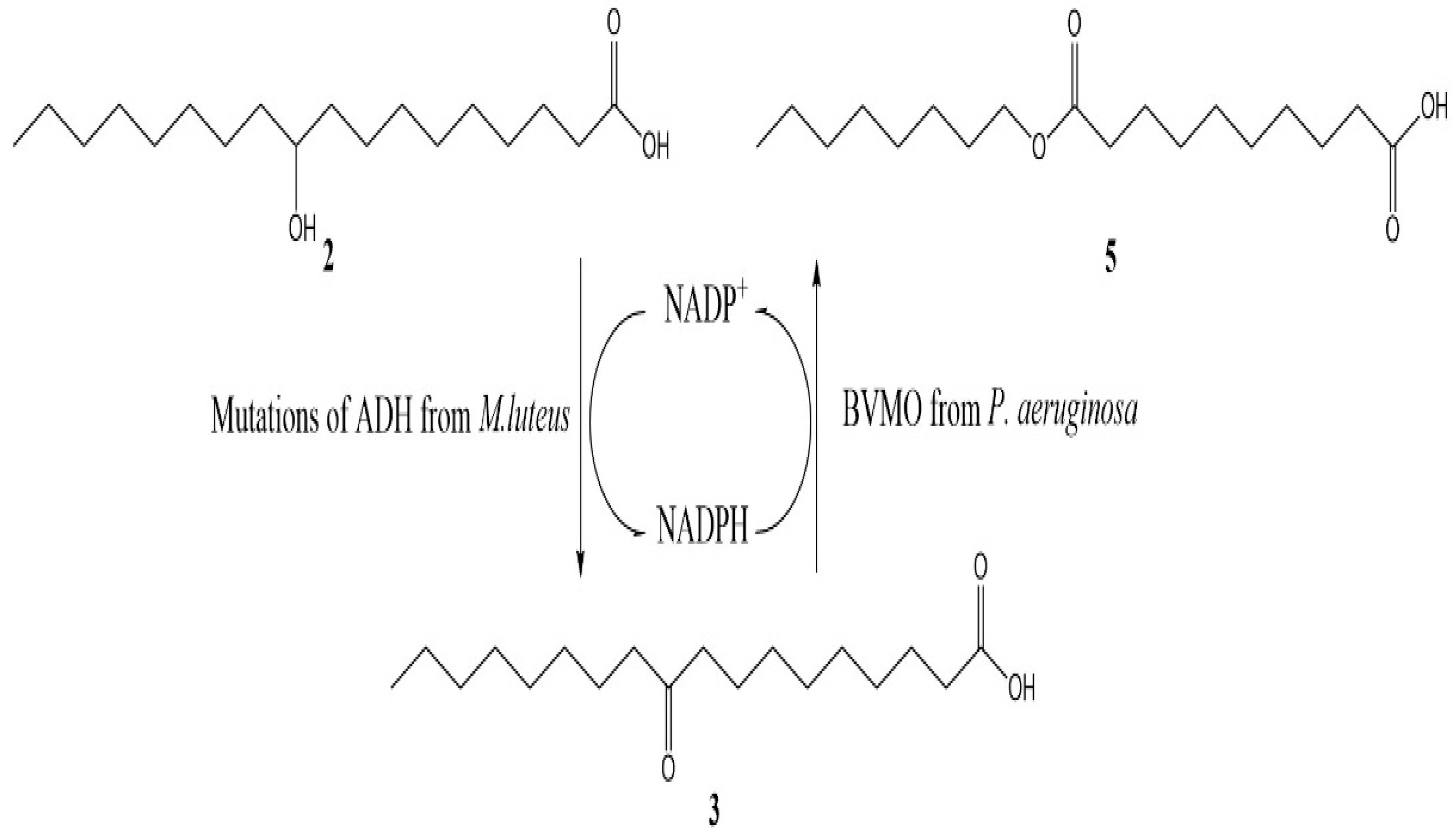 Catalysts 12 01318 sch002 Catalysts 12 01318 sch002