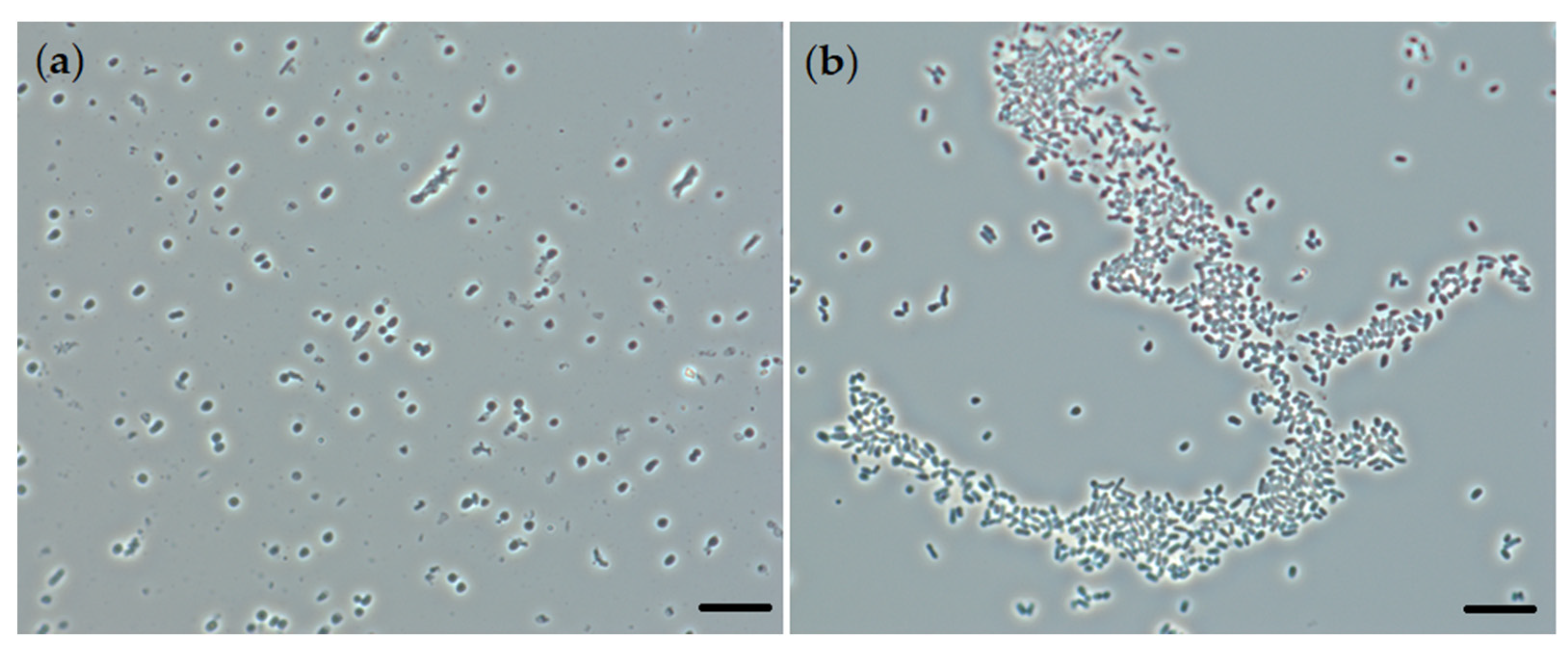 Catalysts 12 01352 g004