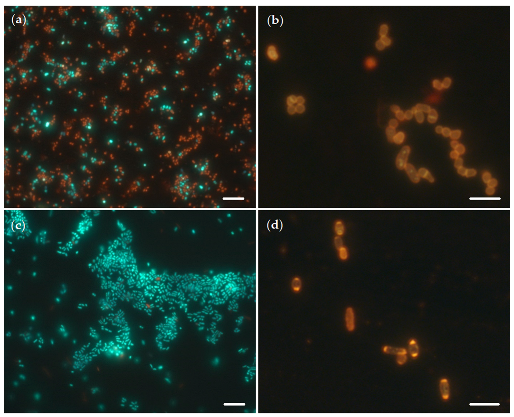 Catalysts 12 01352 g005