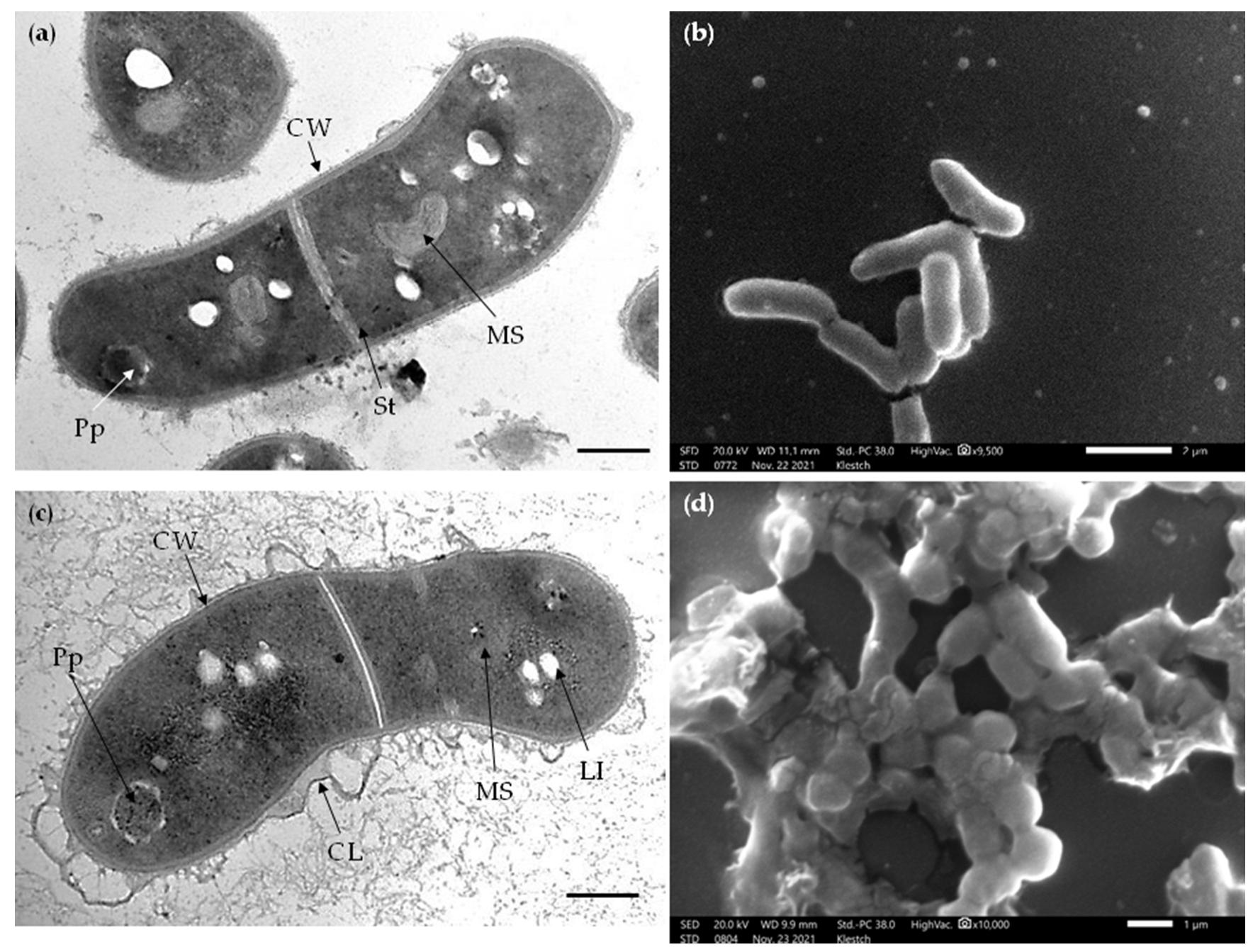 Catalysts 12 01352 g006