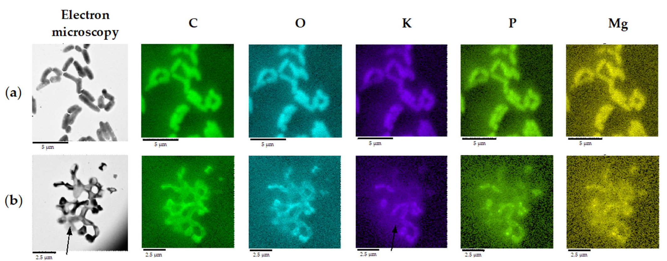 Catalysts 12 01352 g007
