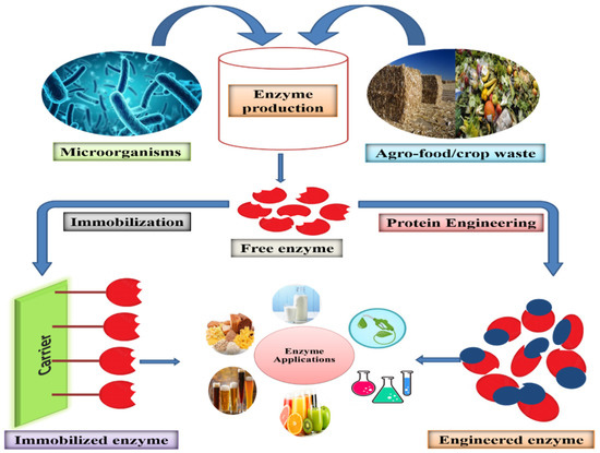 From nature to industry: Harnessing enzymes for biocatalysis