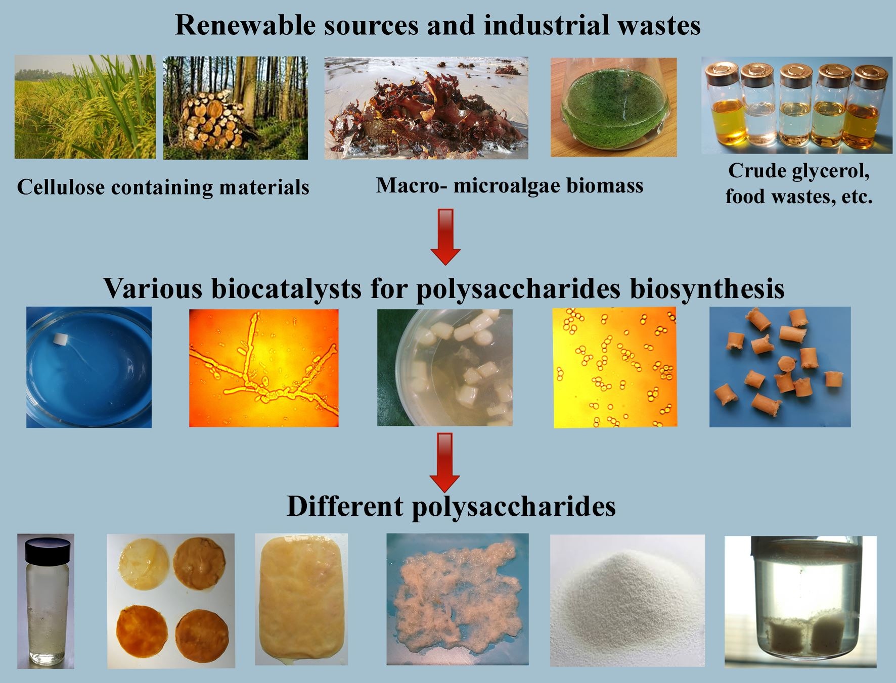 Catalysts Free FullText Biocatalysts in Synthesis of Microbial