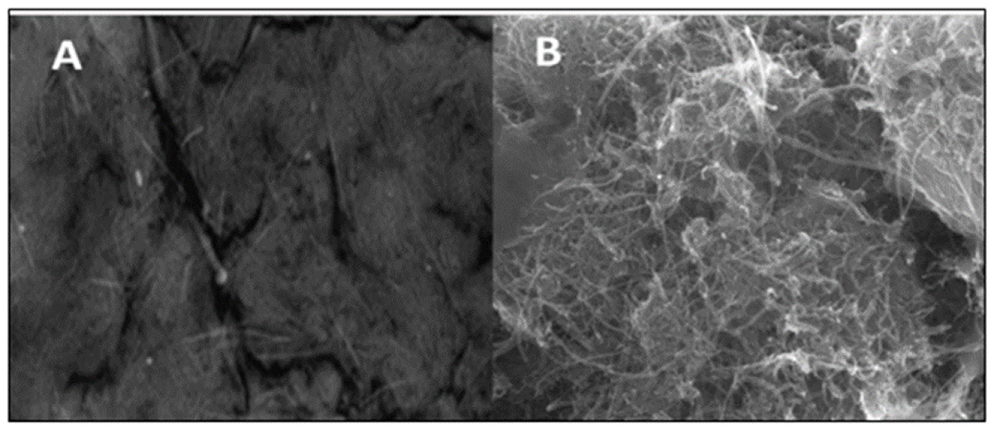 Catalysts 12 01675 g001 550