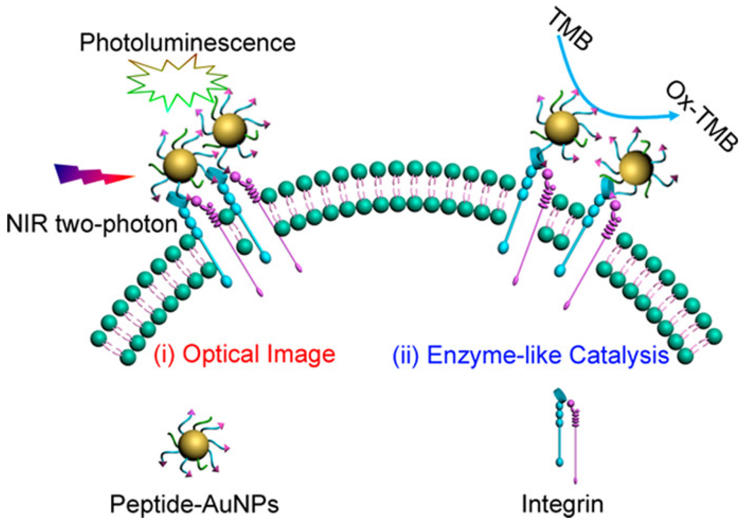 Catalysts 13 00013 g008