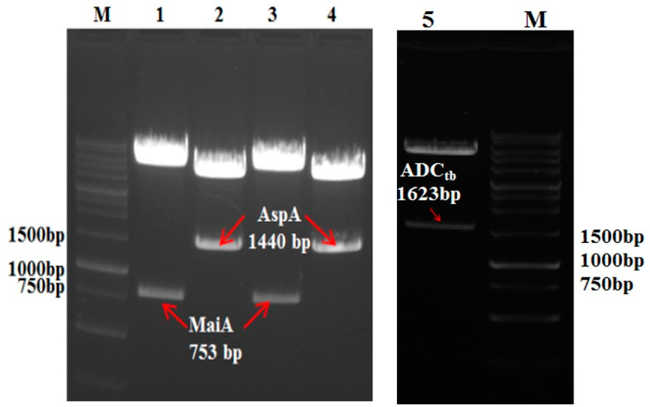 Catalysts 13 00267 g002