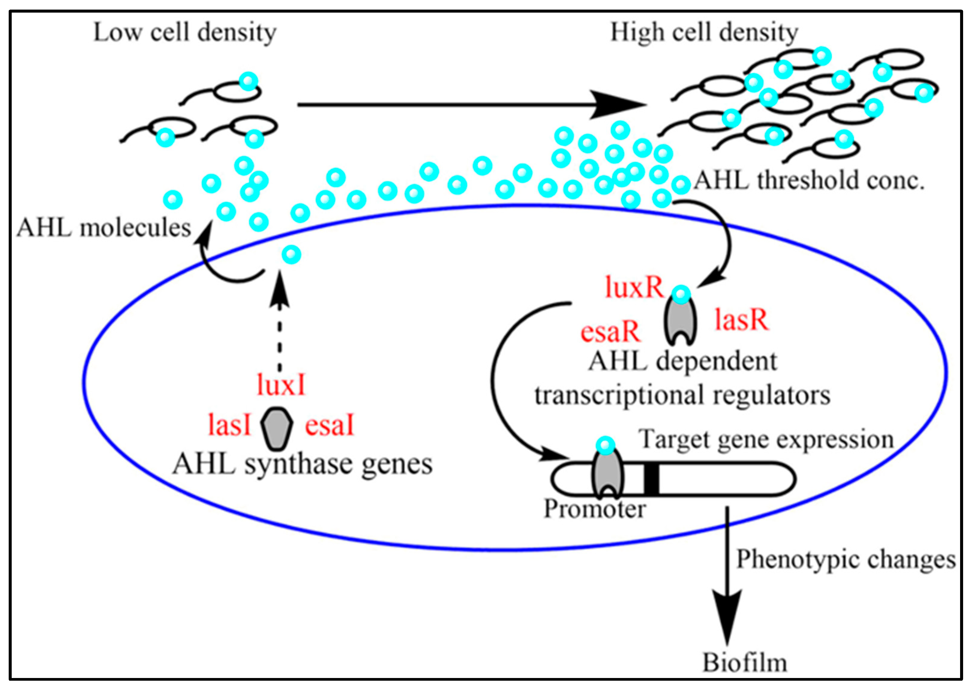 Biallelic variants in CSMD1 are implicated in a