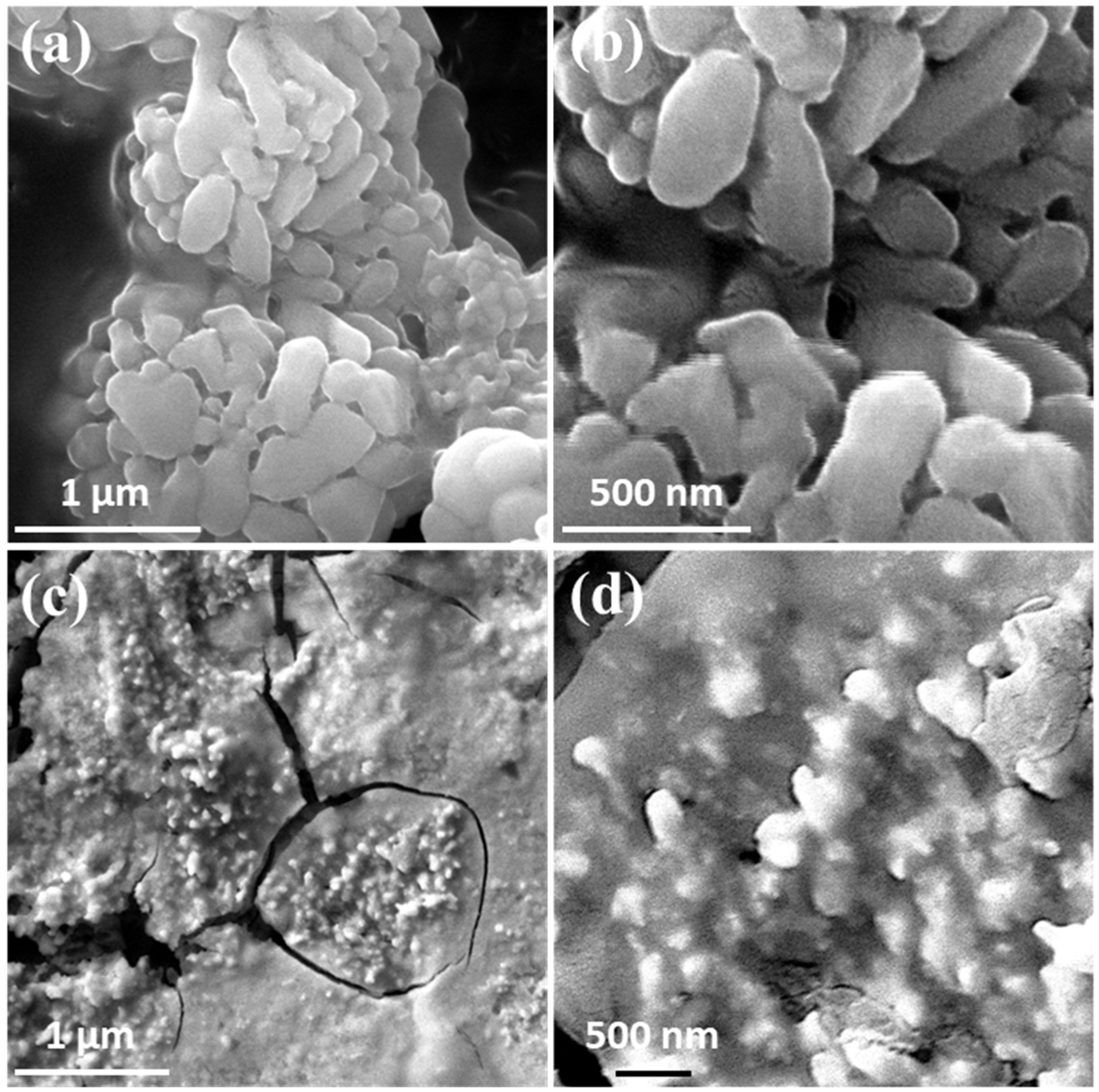 Catalysts 13 00636 g005 Catalysts 13 00636 g005