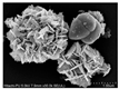 Catalysts 13 00734 i009