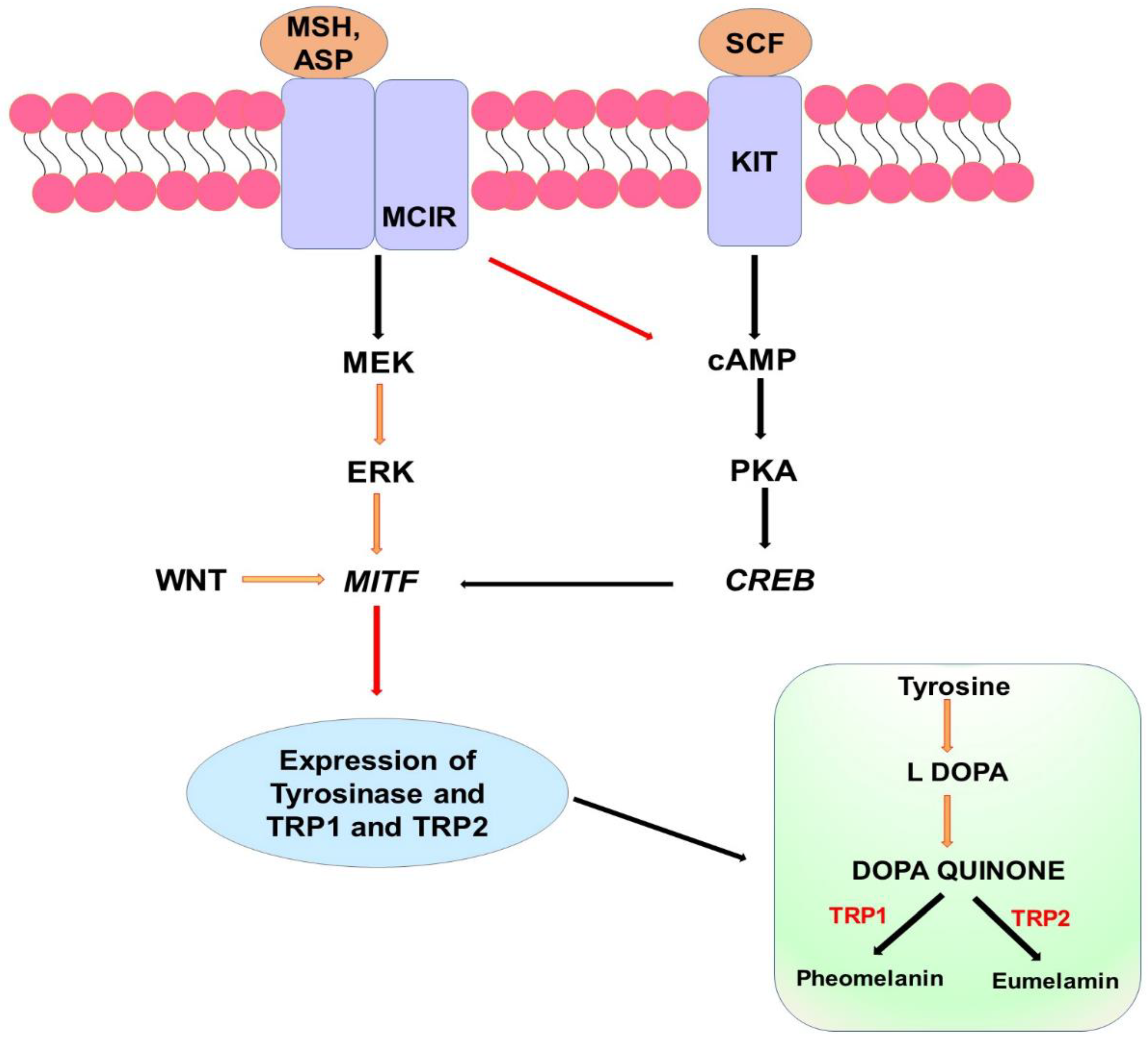 Catalysts 13 00745 g001 Catalysts 13 00745 g001