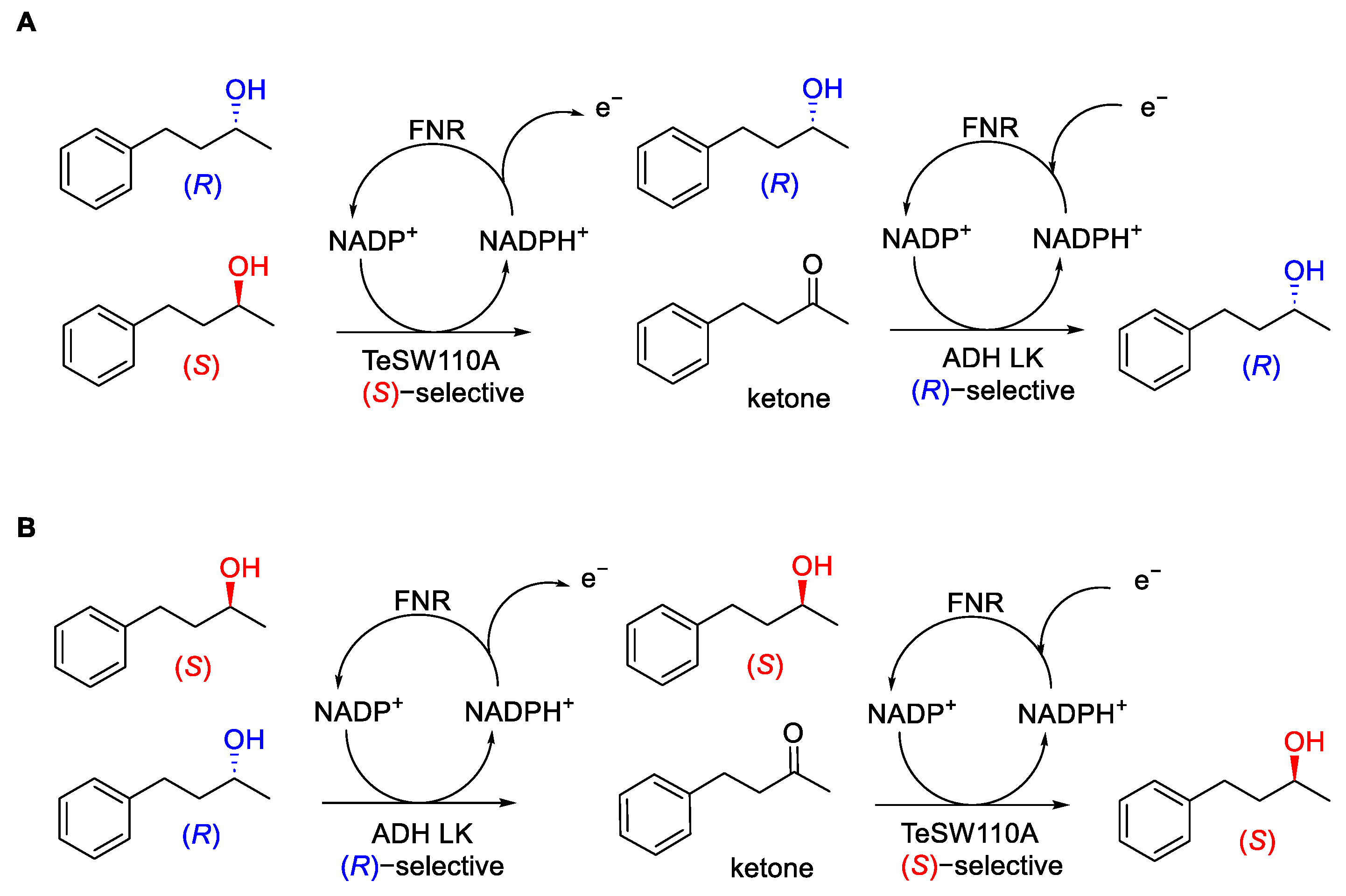 Catalysts 13 00944 sch014