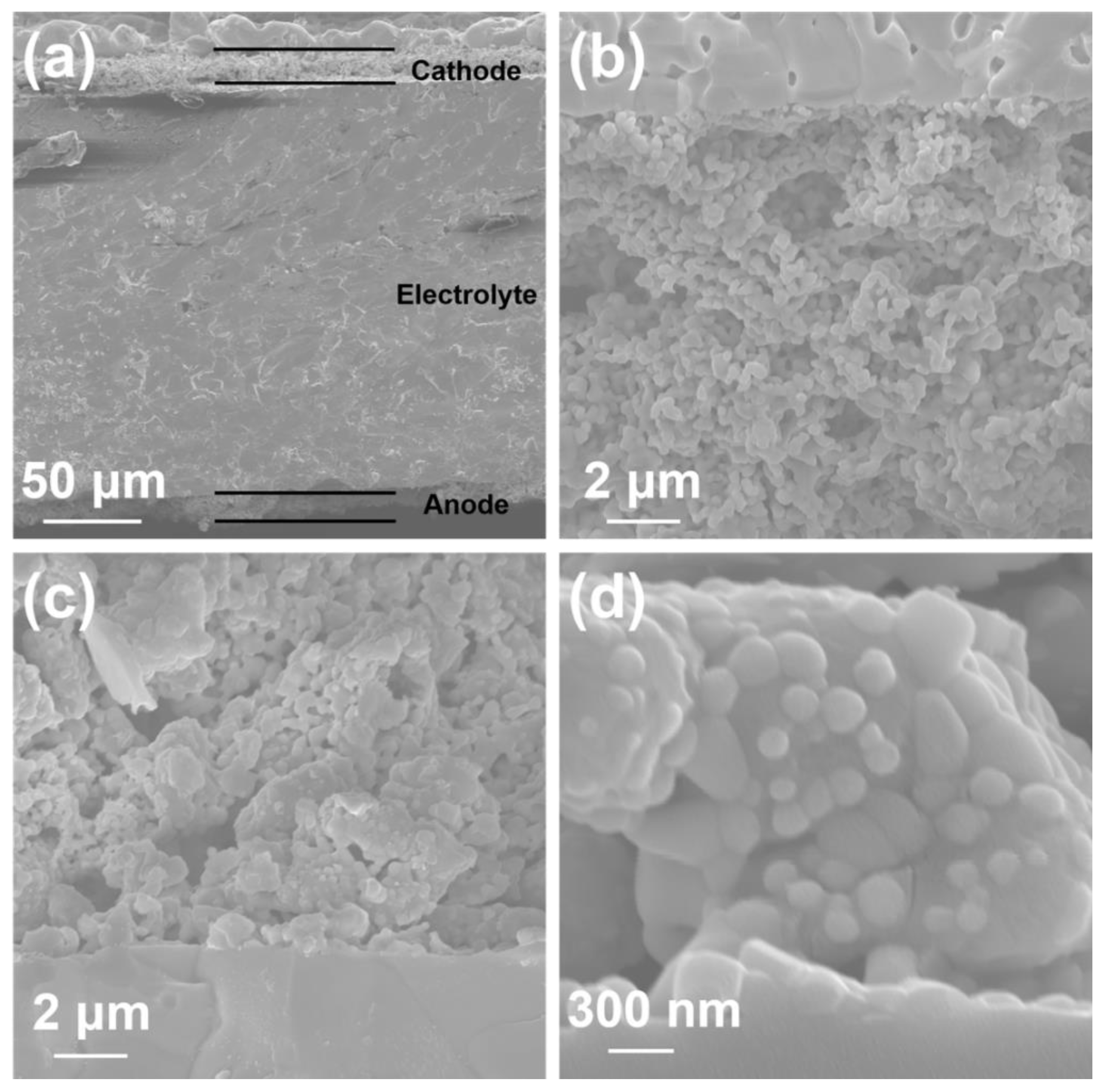 Catalysts 13 01043 g009 Catalysts 13 01043 g009