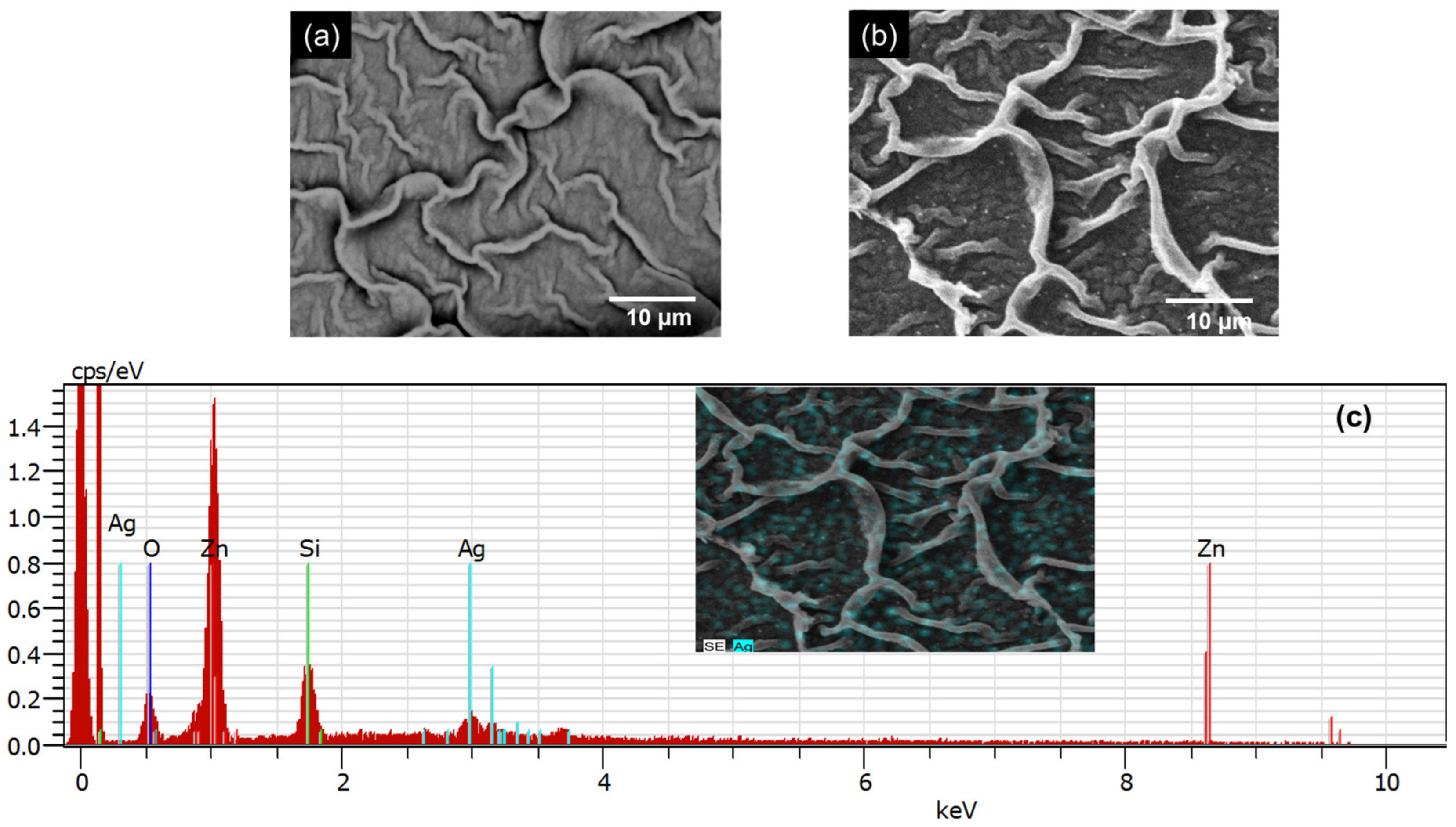 Catalysts 13 01121 g001