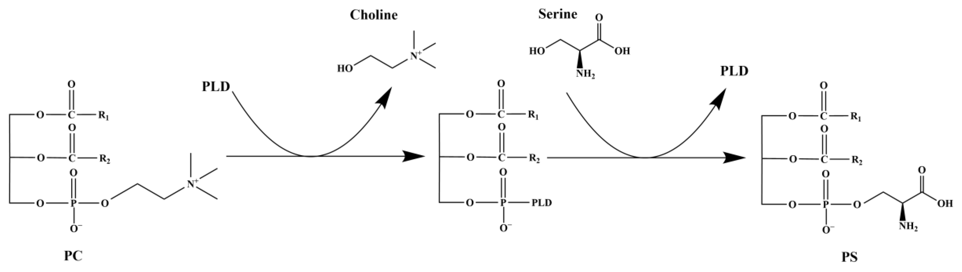 Catalysts 13 01318 sch002