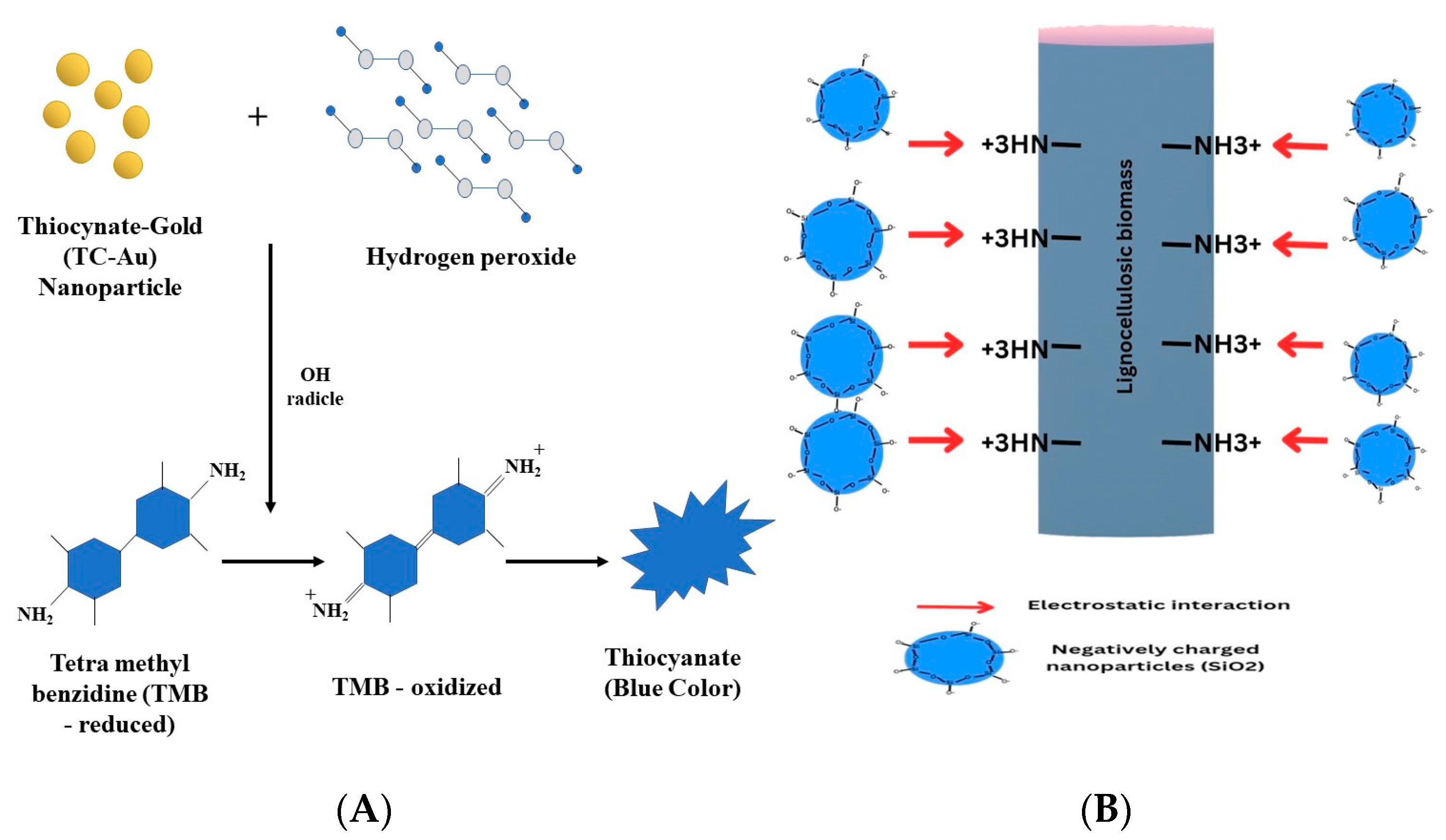 Catalysts 13 01439 g005